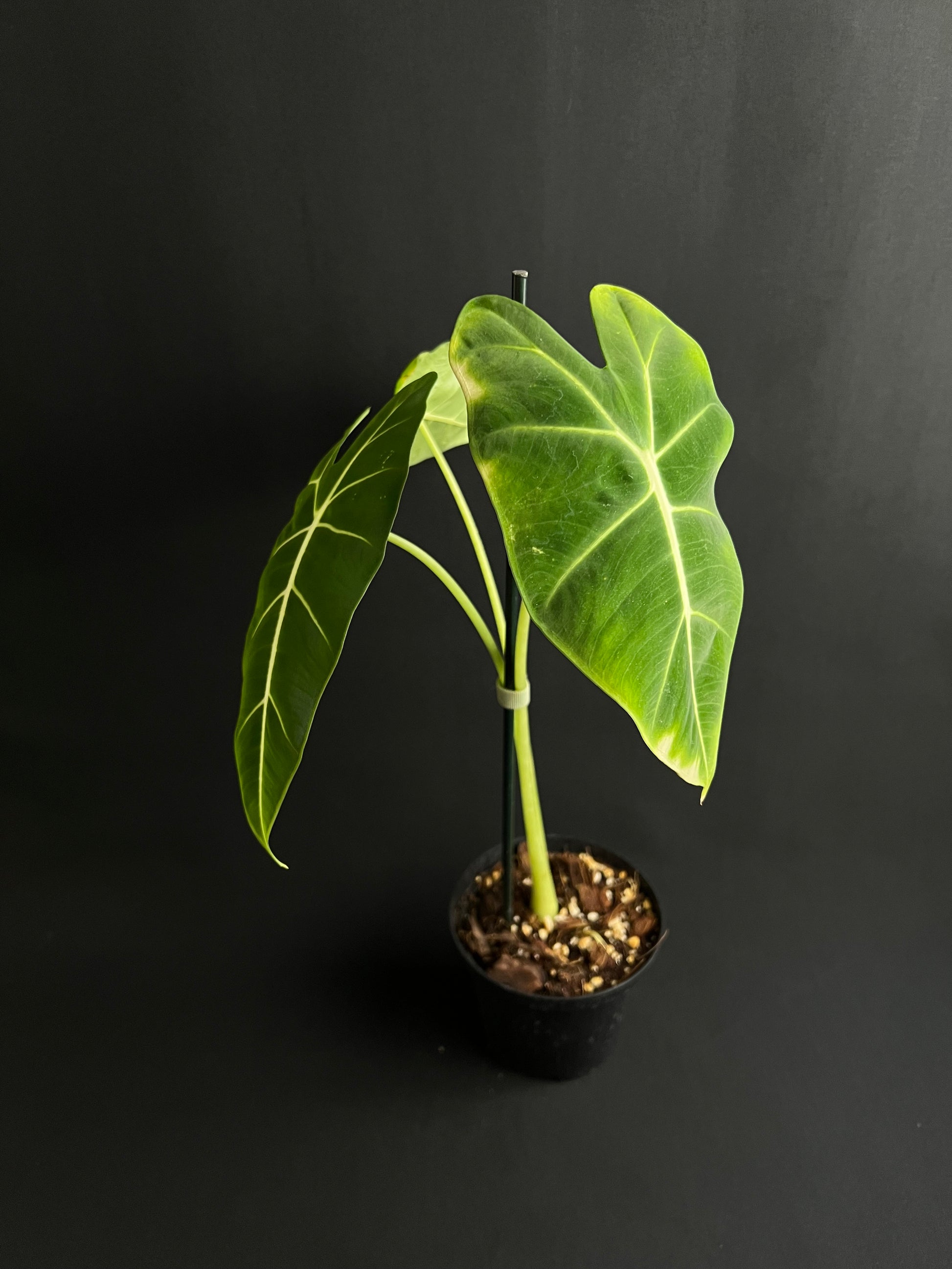 Alocasia Micholitziana 'Green Velvet'