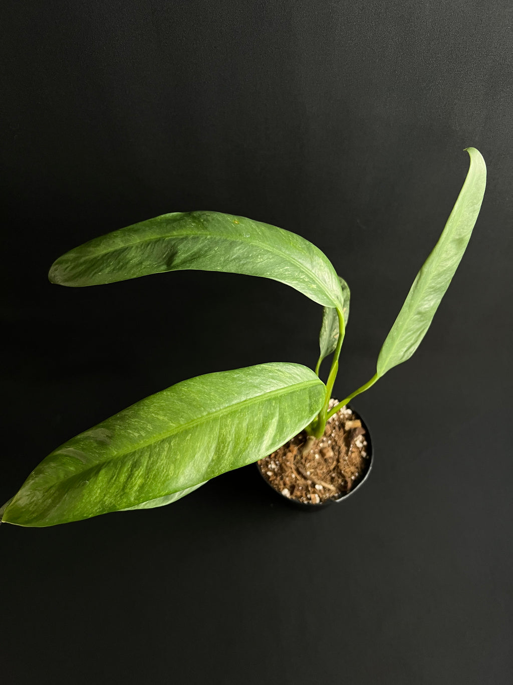 Rhaphidophora Puberula Variegata