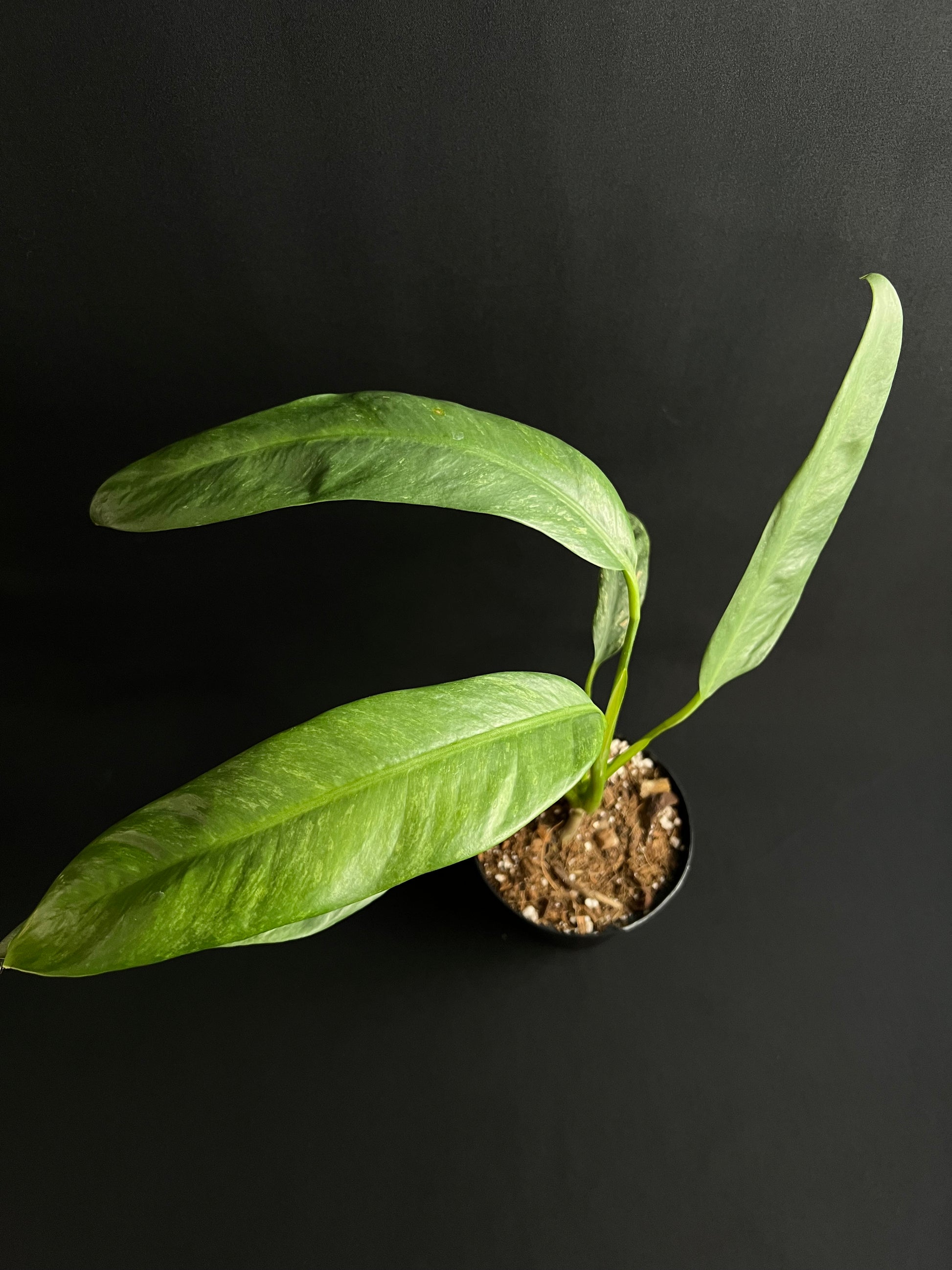 Rhaphidophora Puberula Variegata