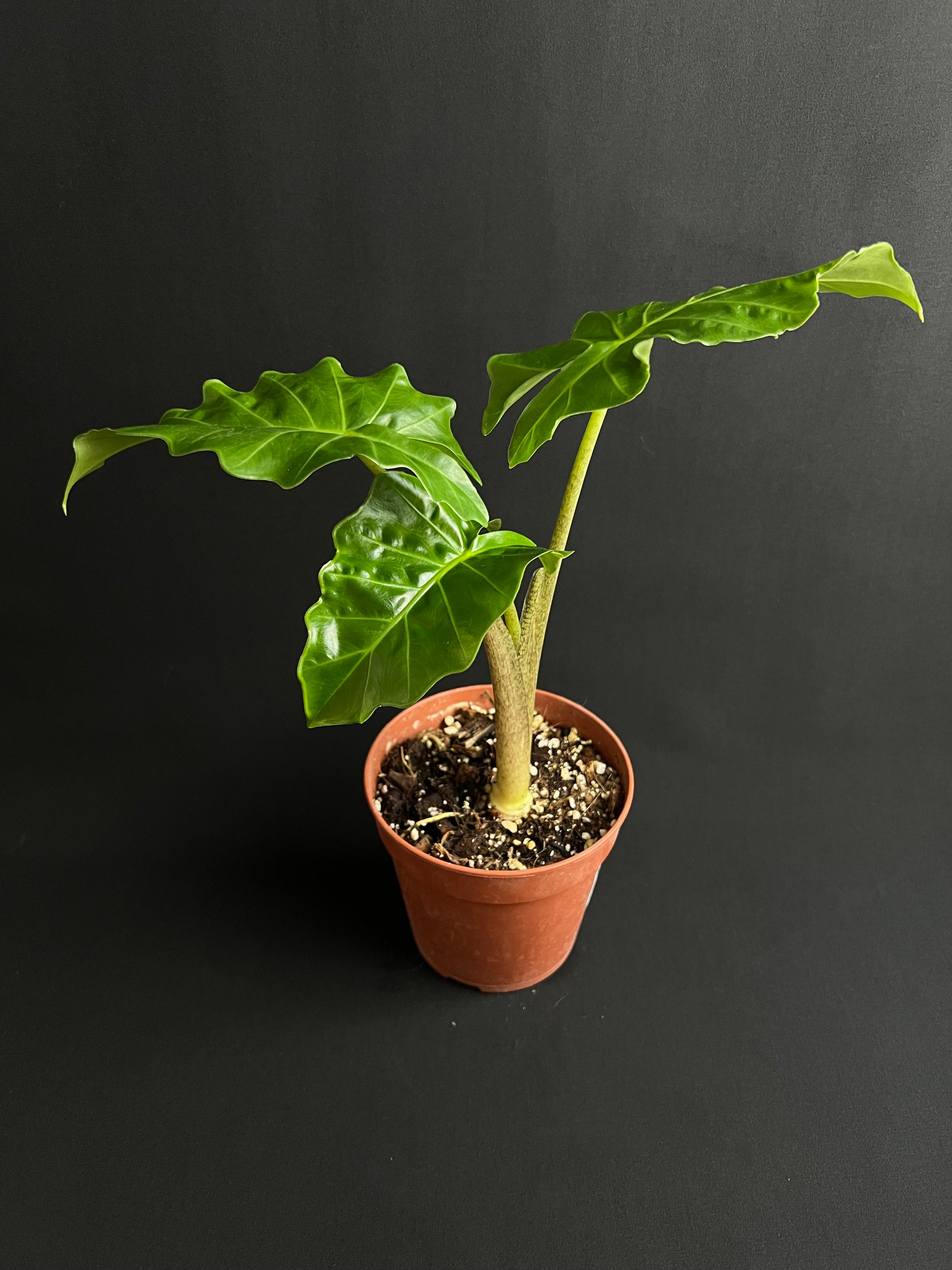 Alocasia Low Rider