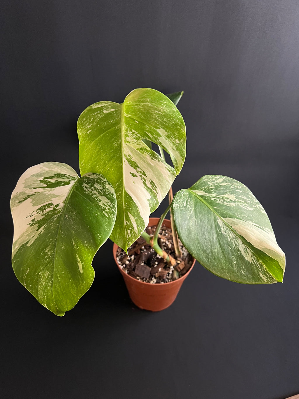 Monstera Thai Constellation