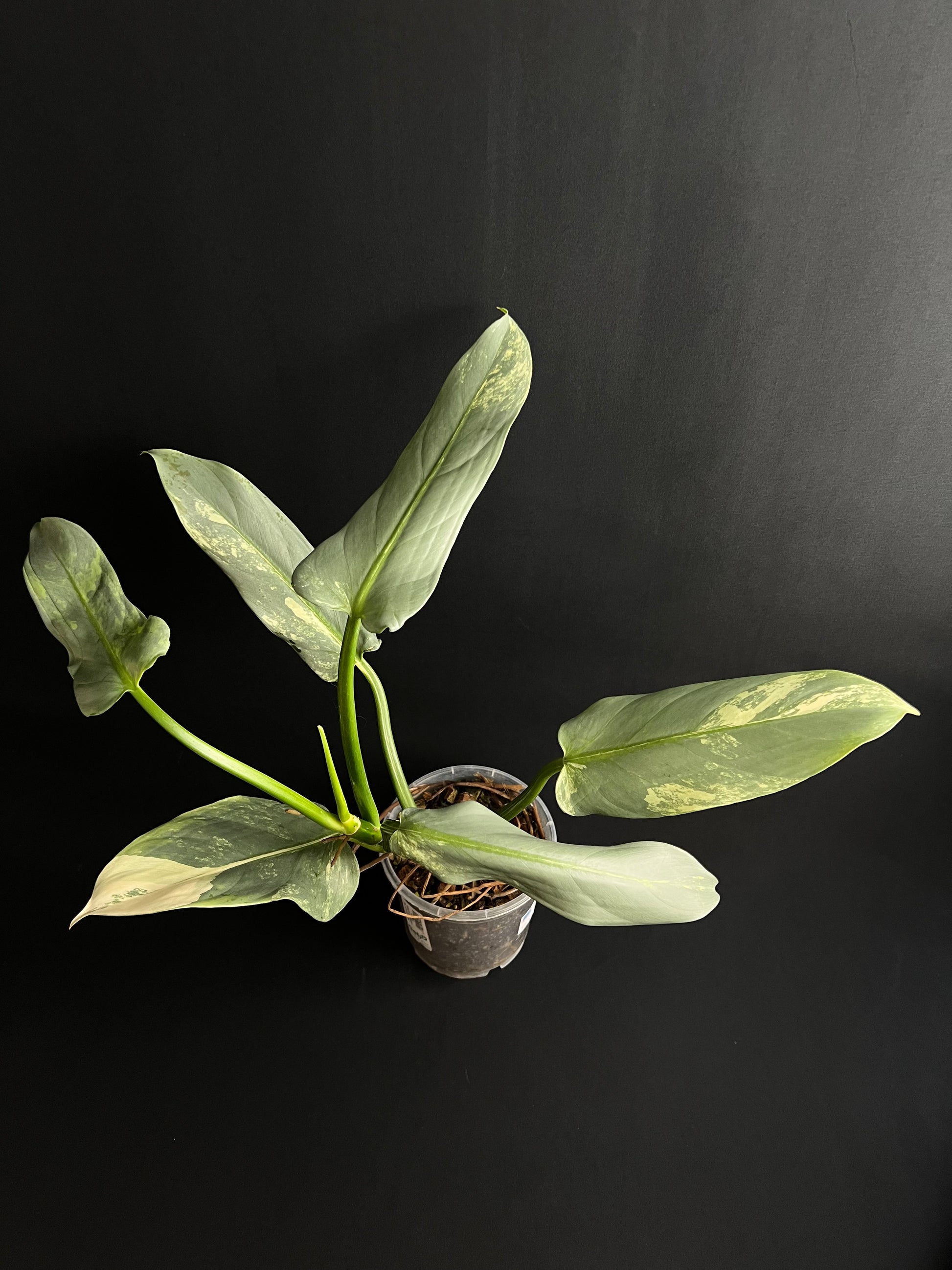 Philodendron Hastatum 'Silver Sword' Variegata