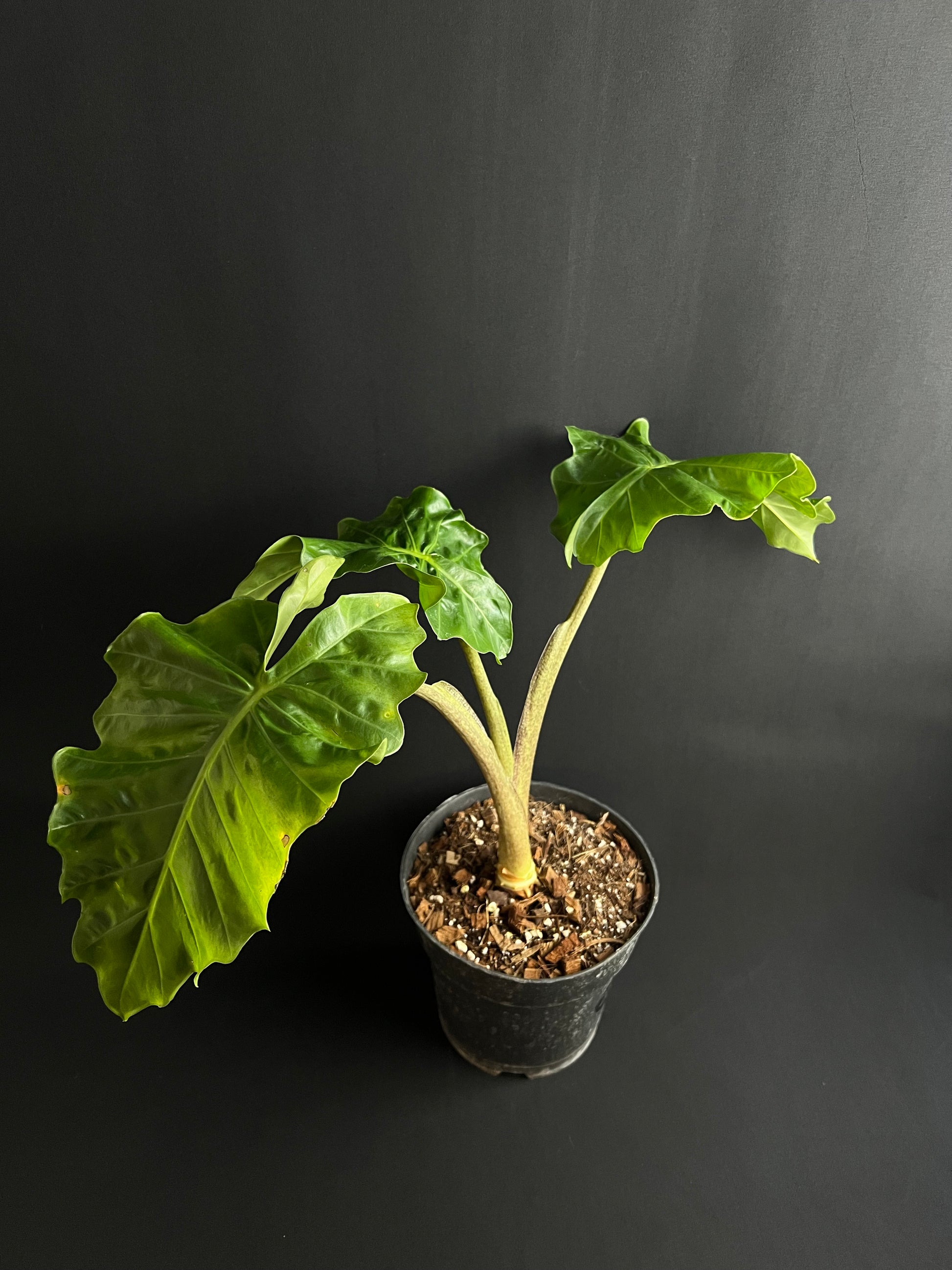 Alocasia Low Rider