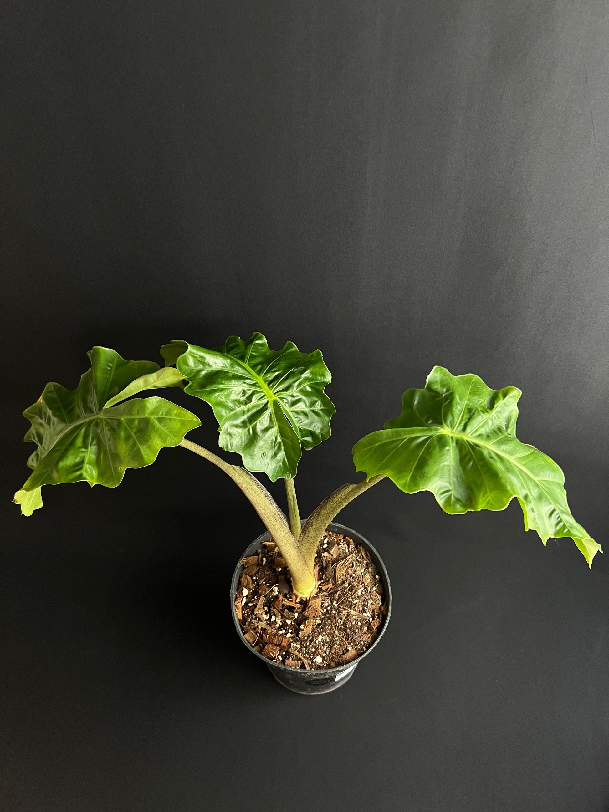 Alocasia Low Rider