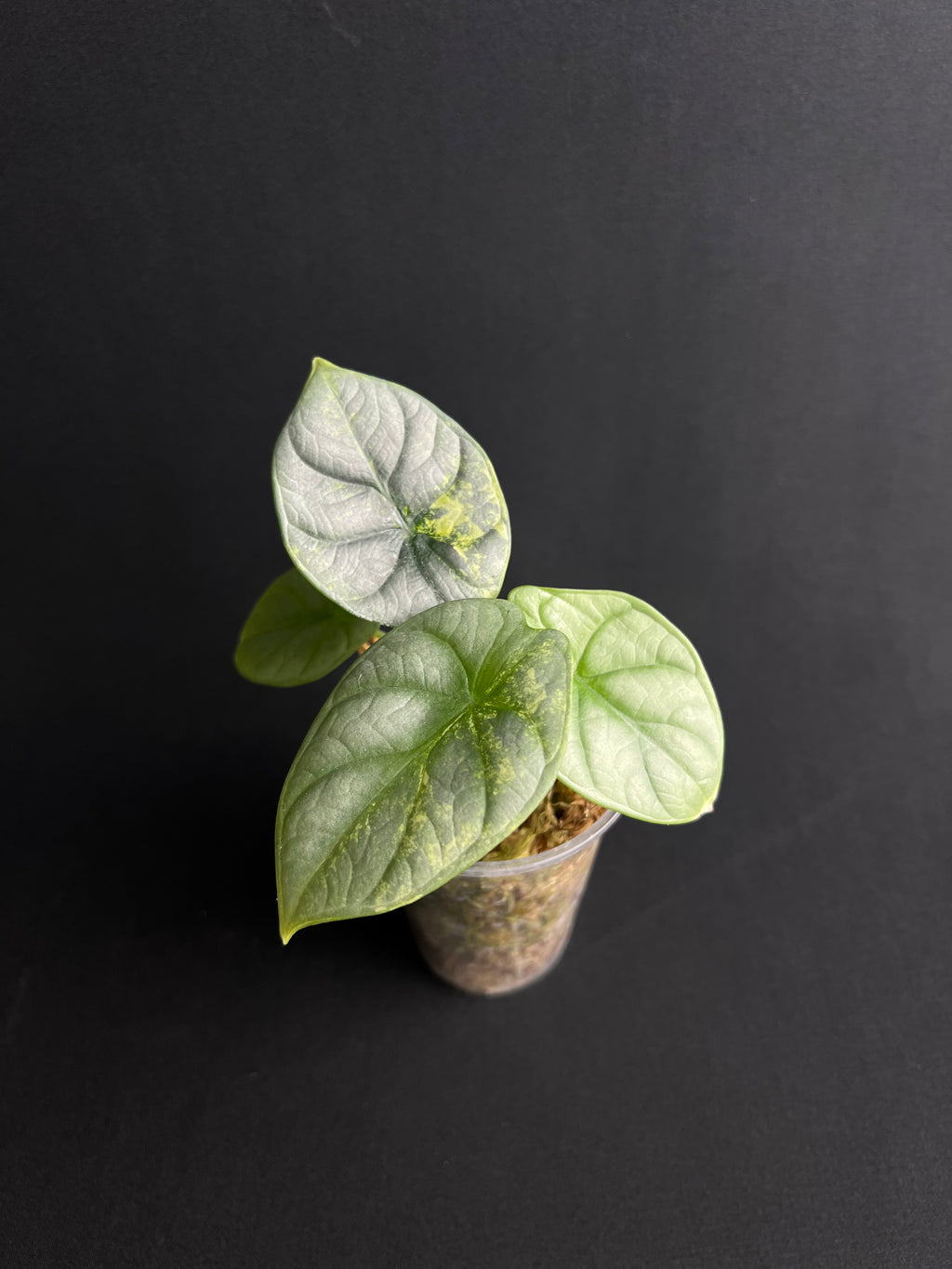 Alocasia Baginda 'Silver Dragon' Aurea Variegata