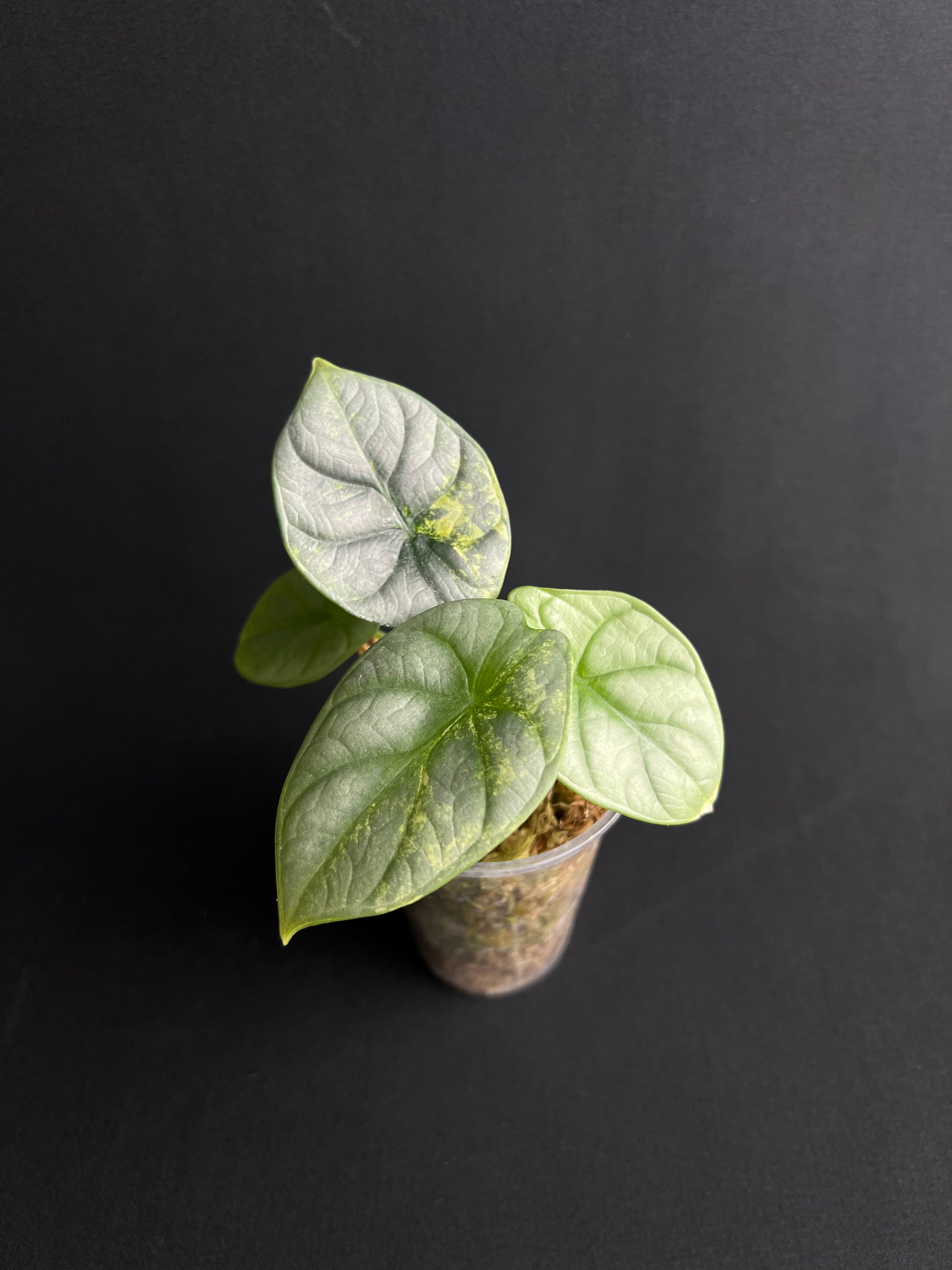 Alocasia Baginda 'Silver Dragon' Aurea Variegata