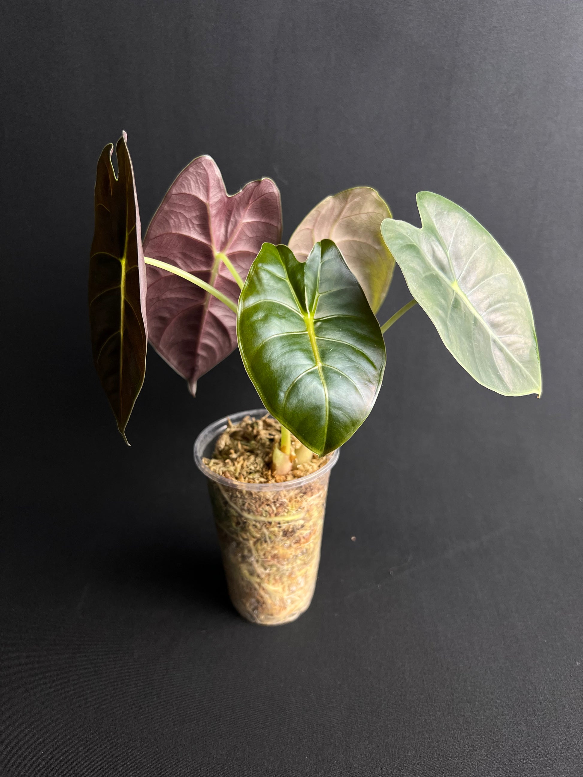 Alocasia Golden Bone #2