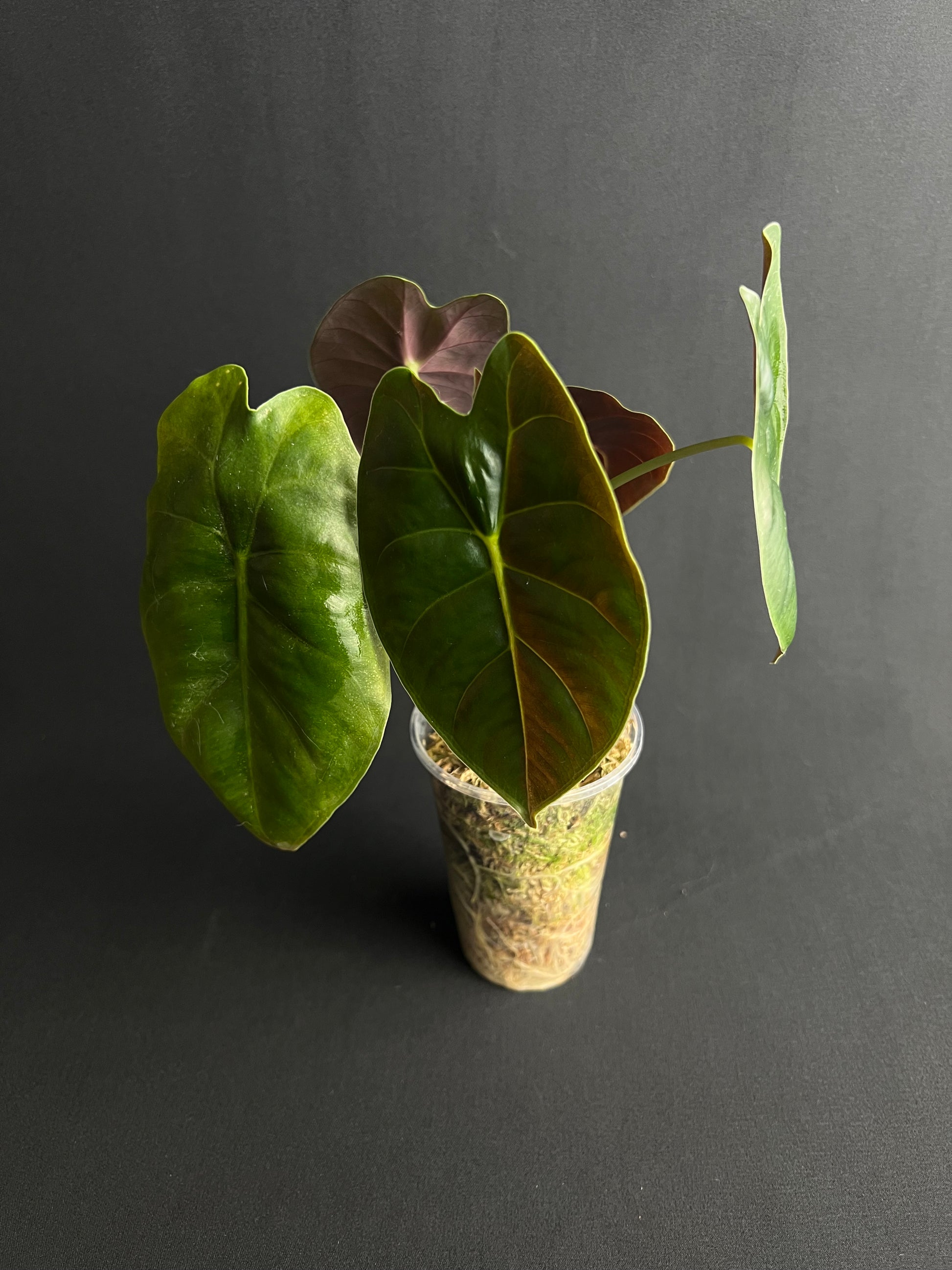 Alocasia Golden Bone #2