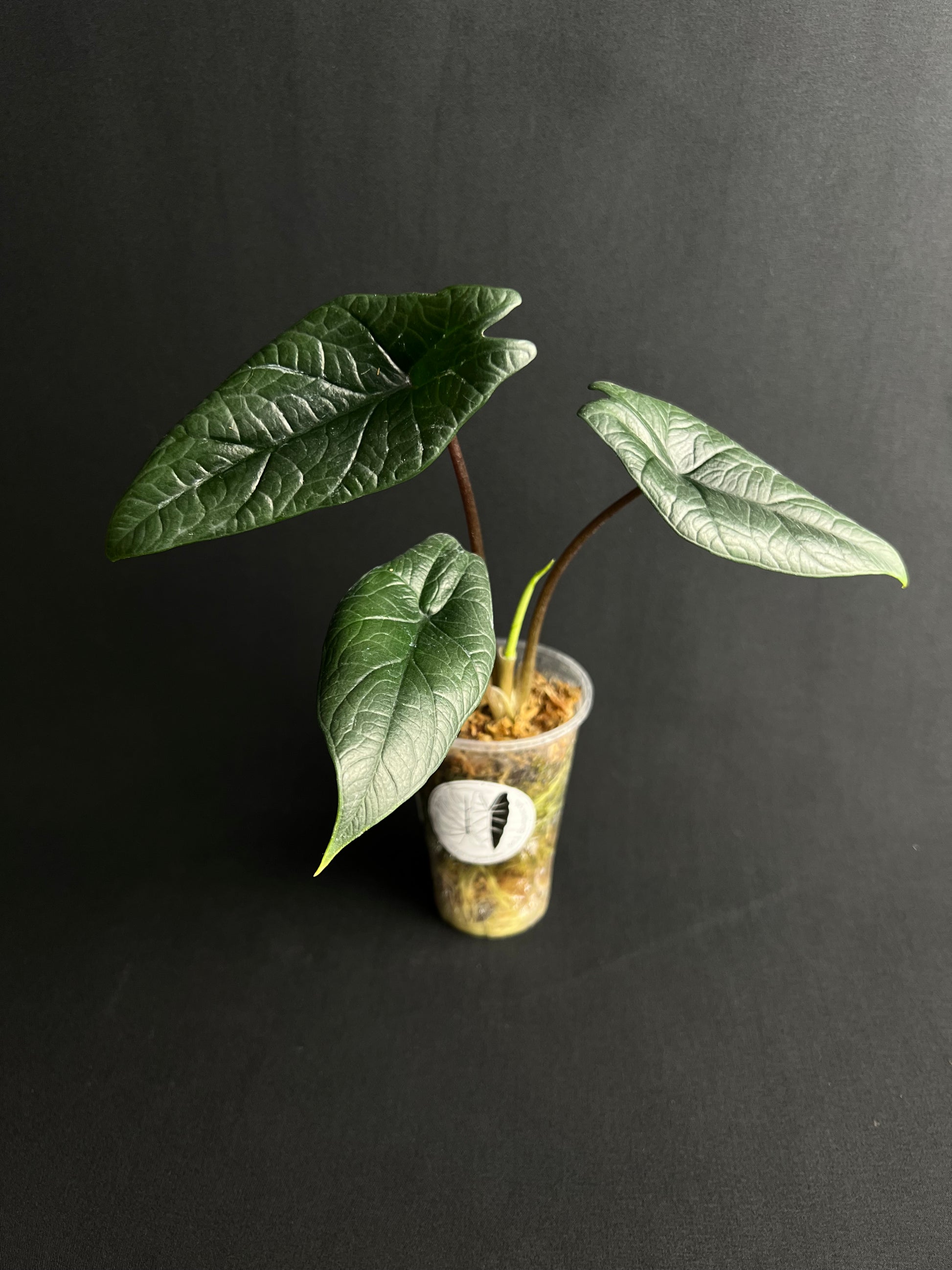 Alocasia Scalprum