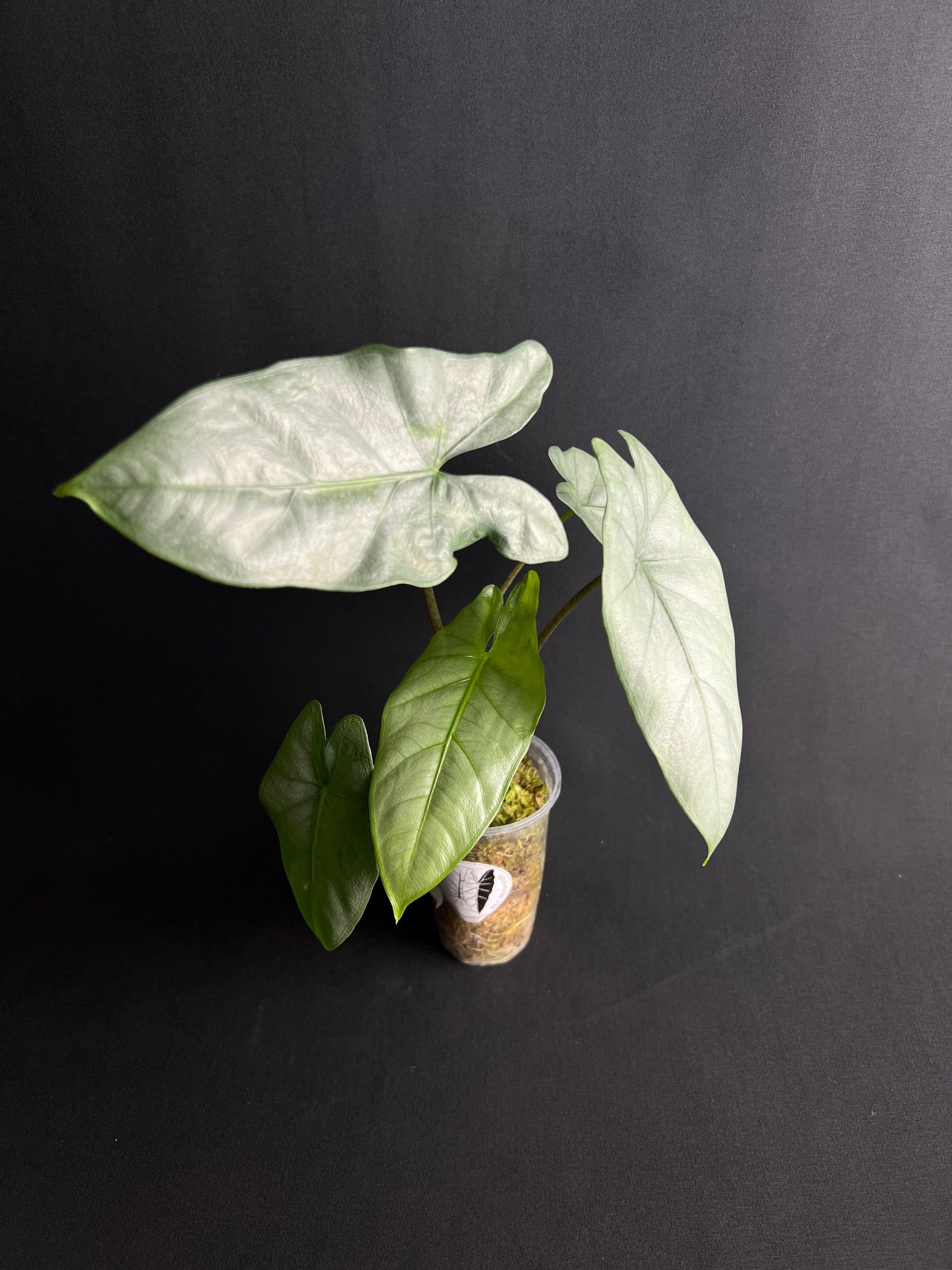 Alocasia Corazon