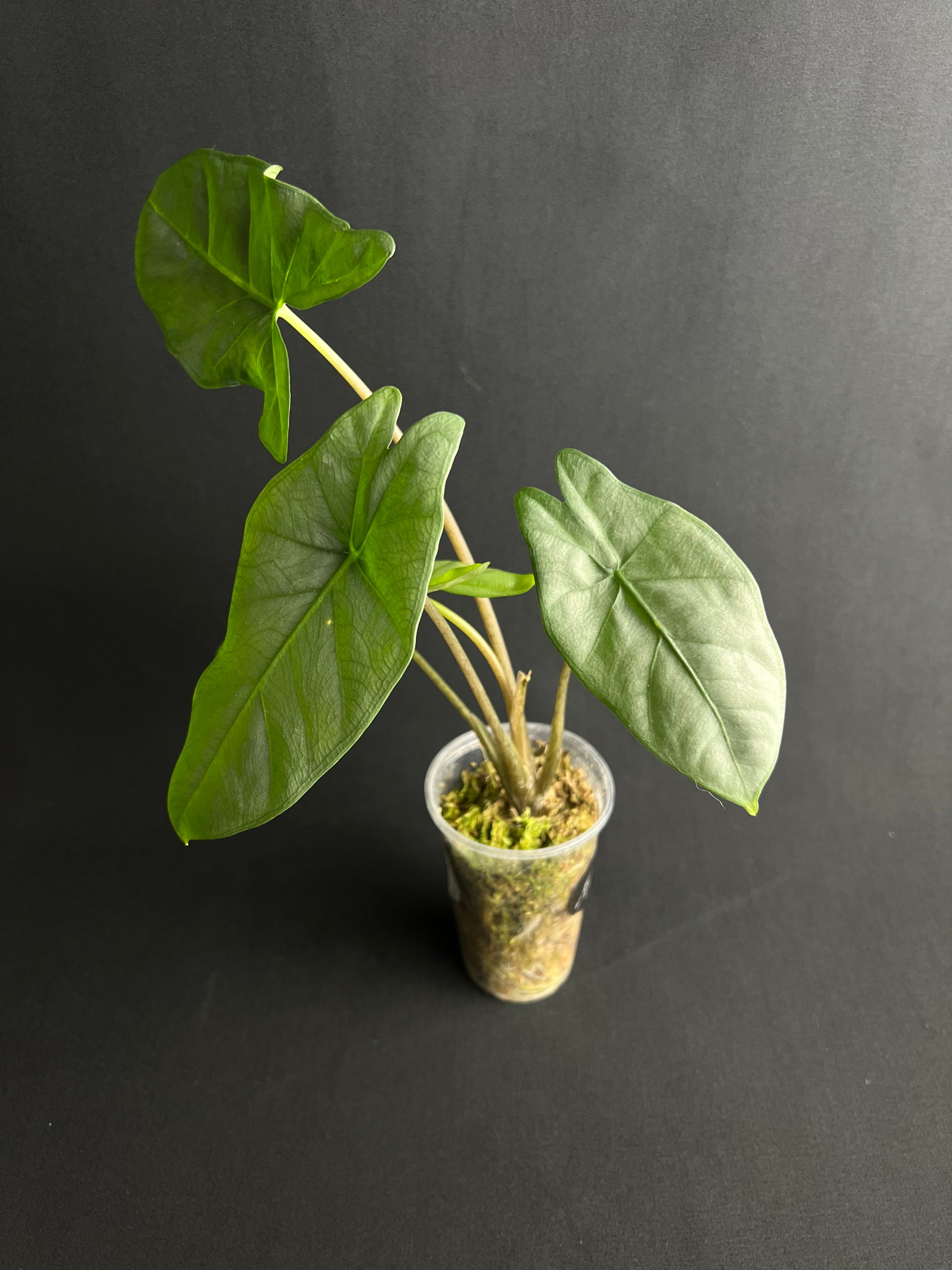 Alocasia Corazon