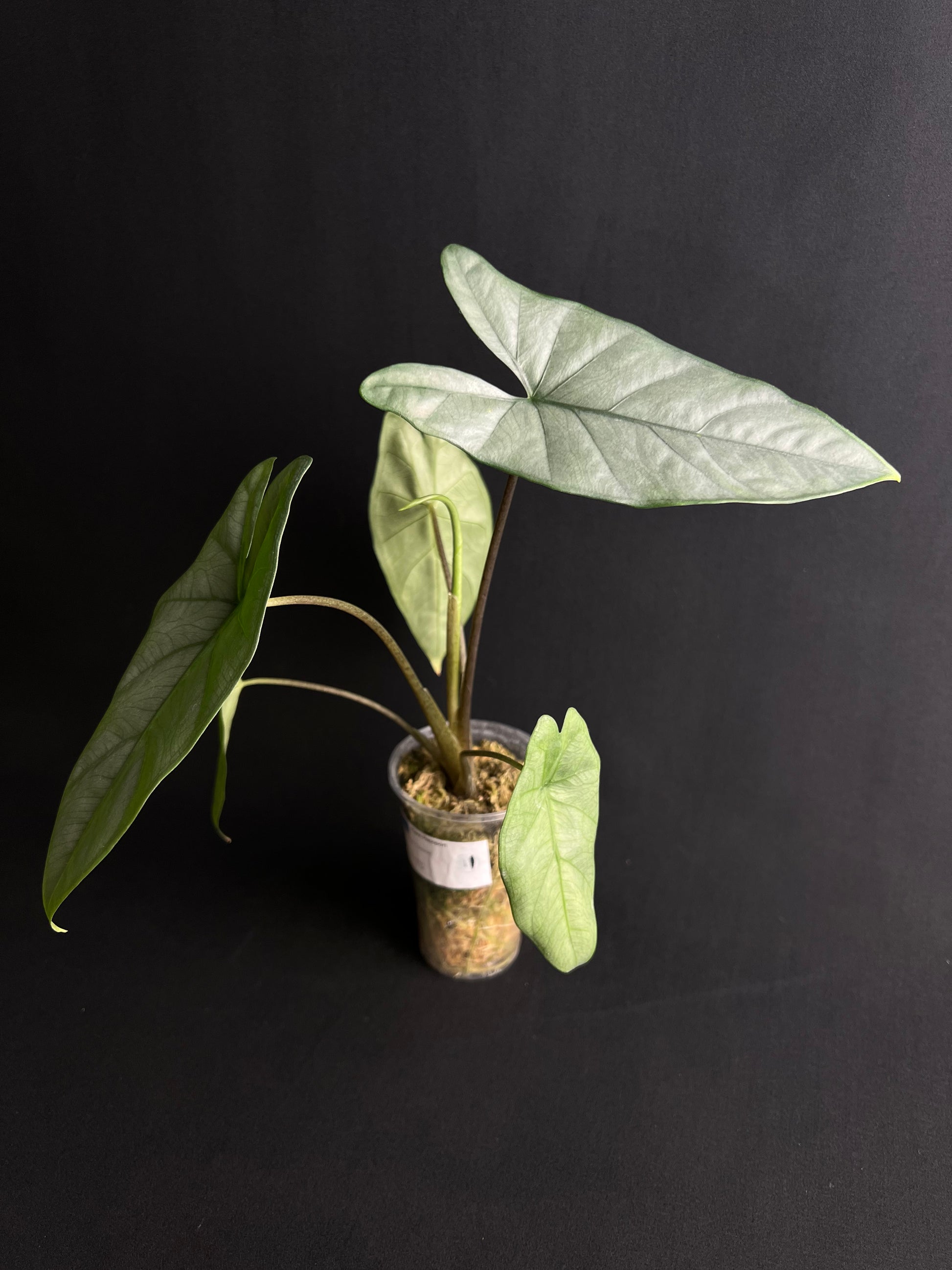 Alocasia Corazon
