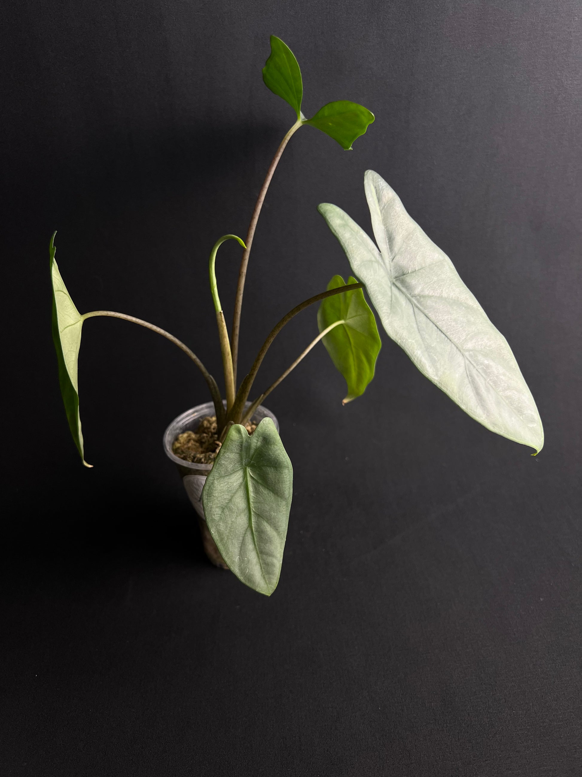 Alocasia Corazon