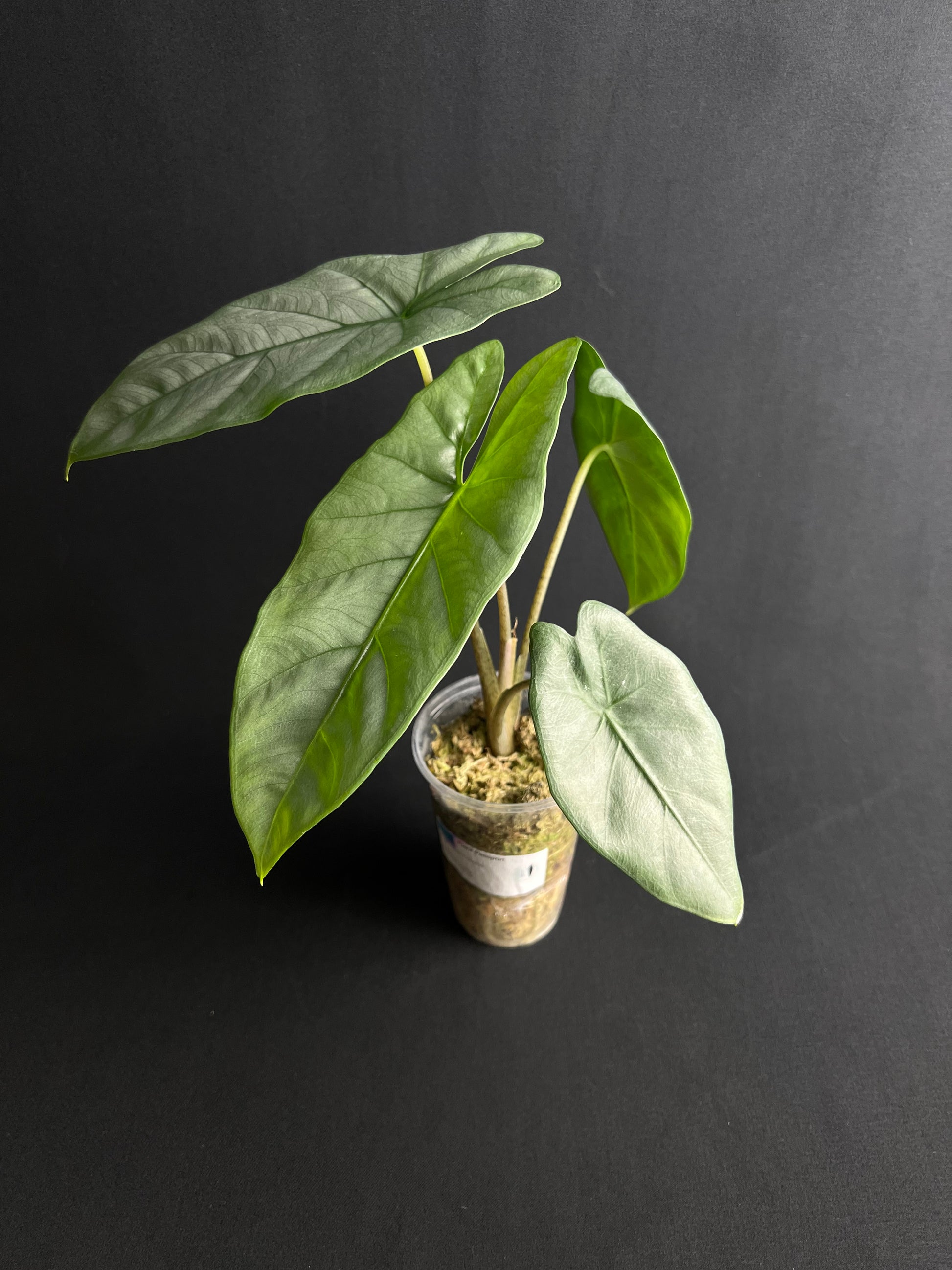 Alocasia Corazon