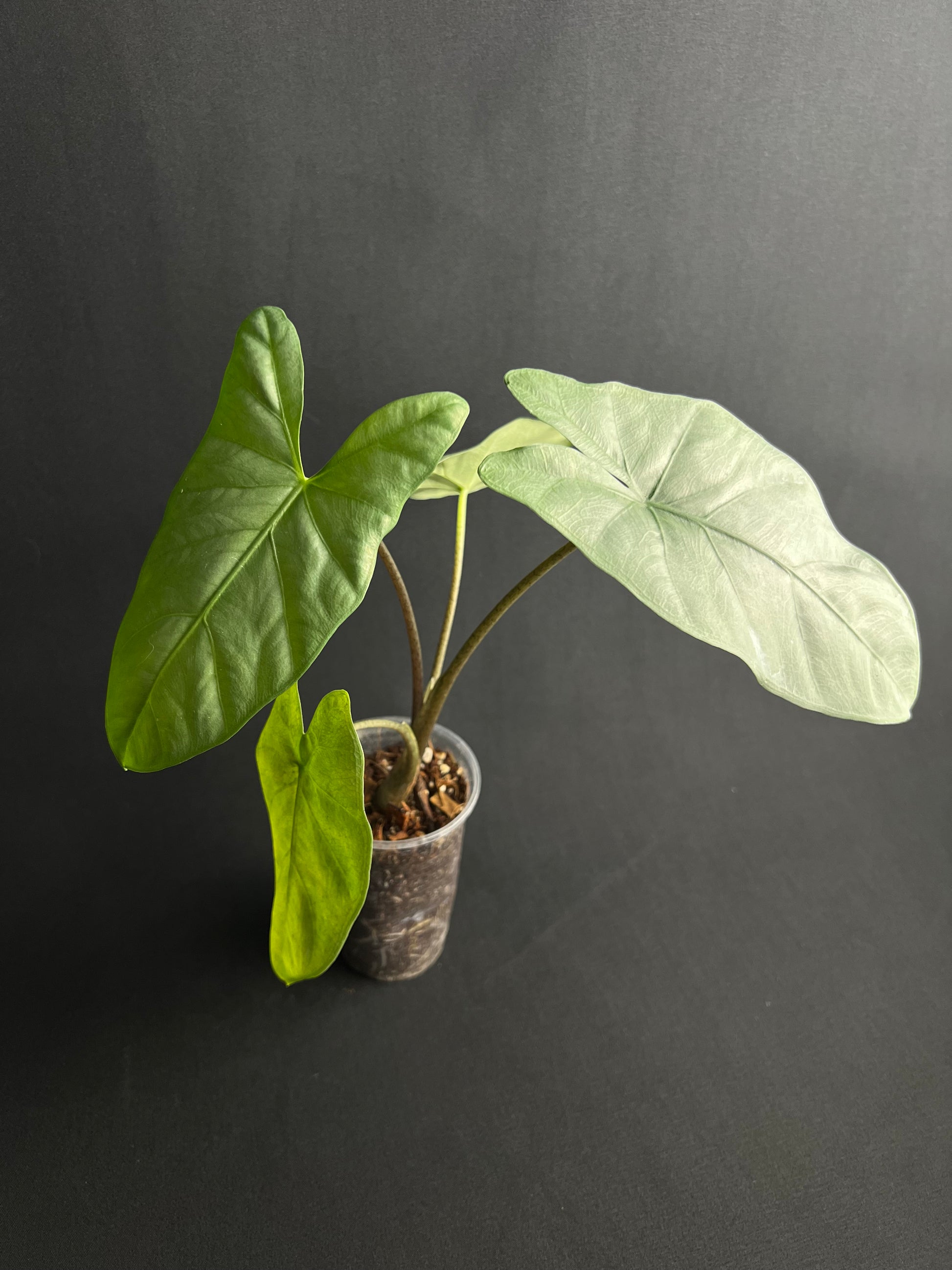 Alocasia Corazon