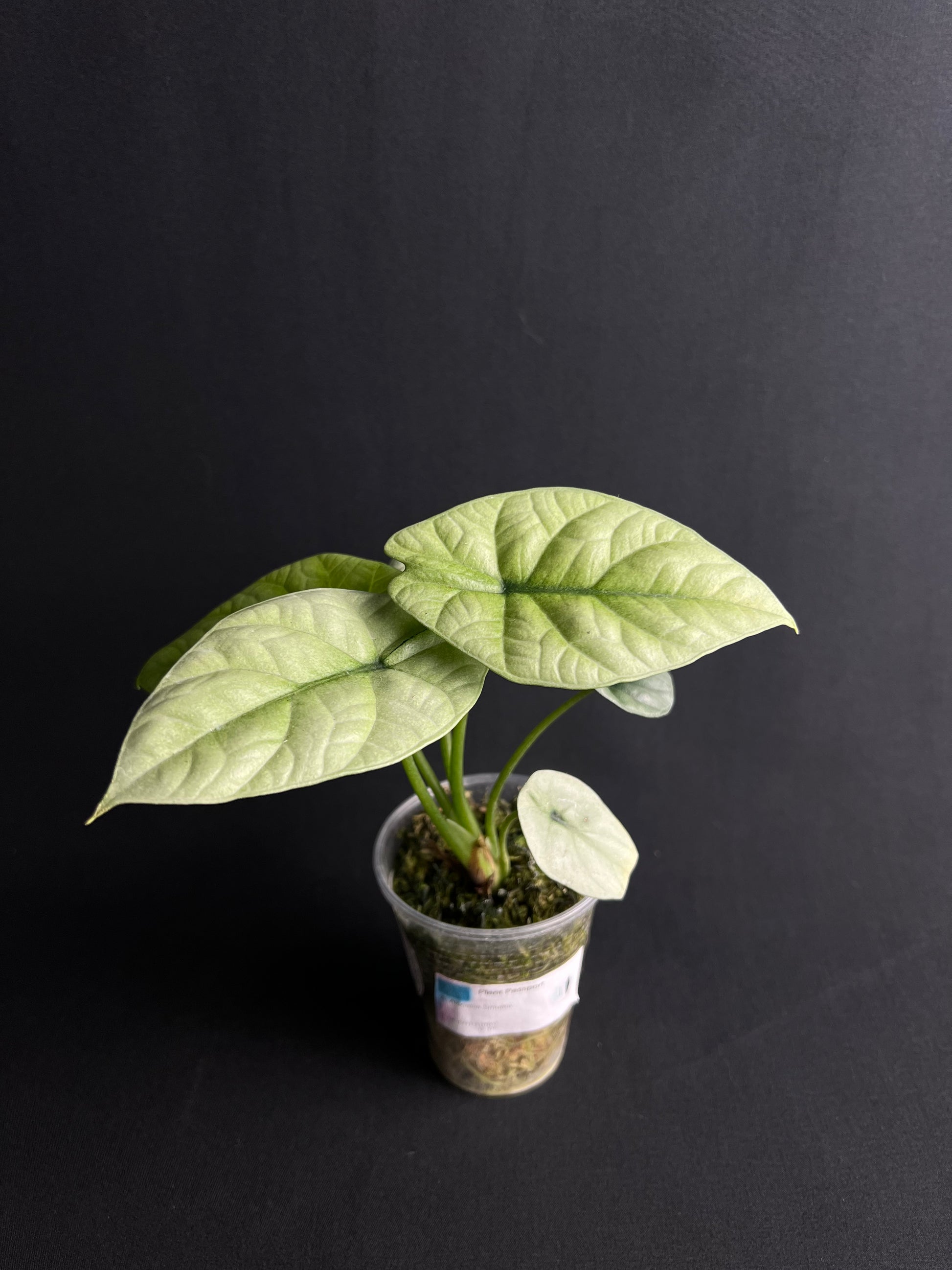 Alocasia Sinuata Mint Variegata