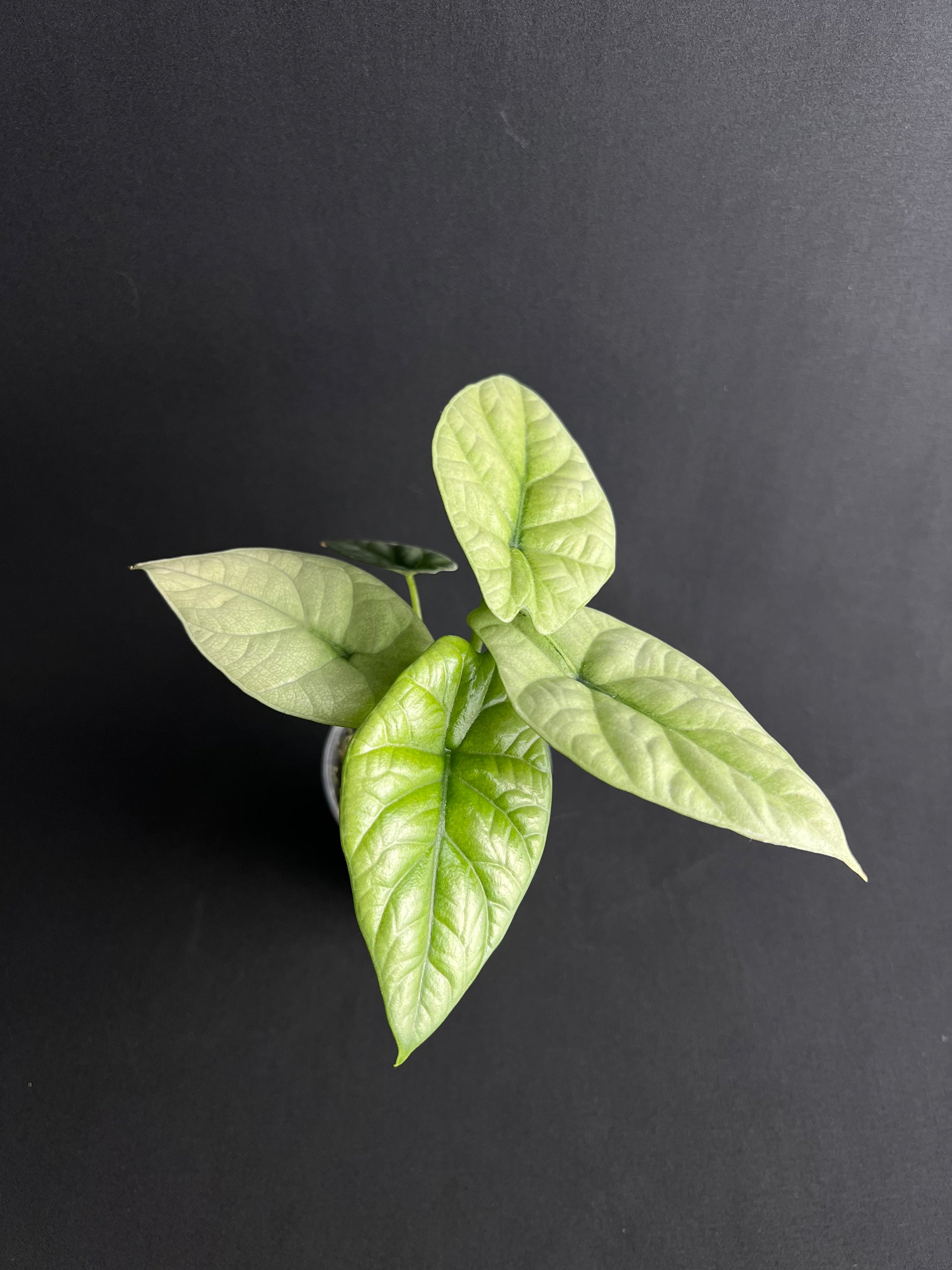 Alocasia Sinuata Mint Variegata
