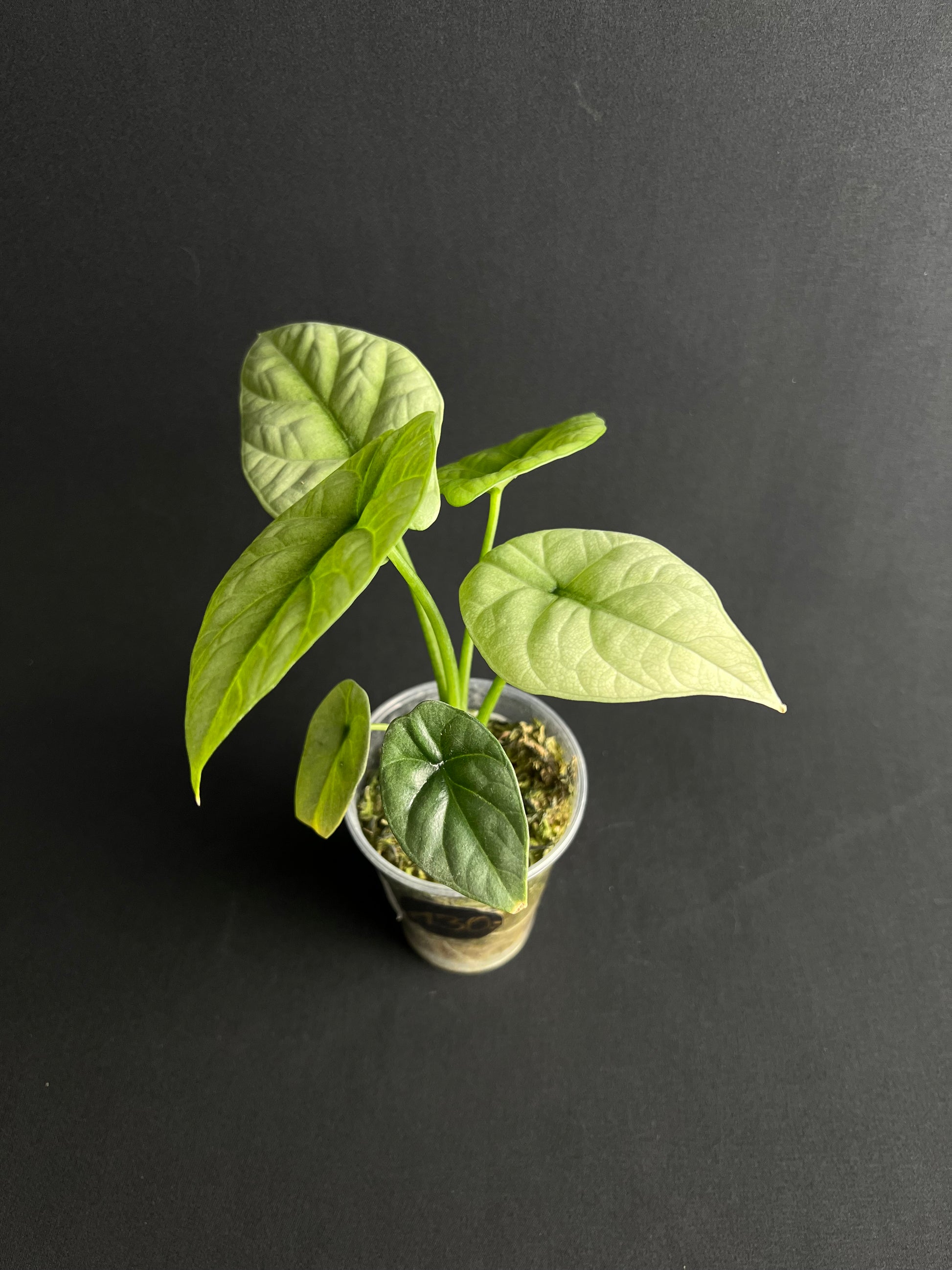 Alocasia Sinuata Mint Variegata