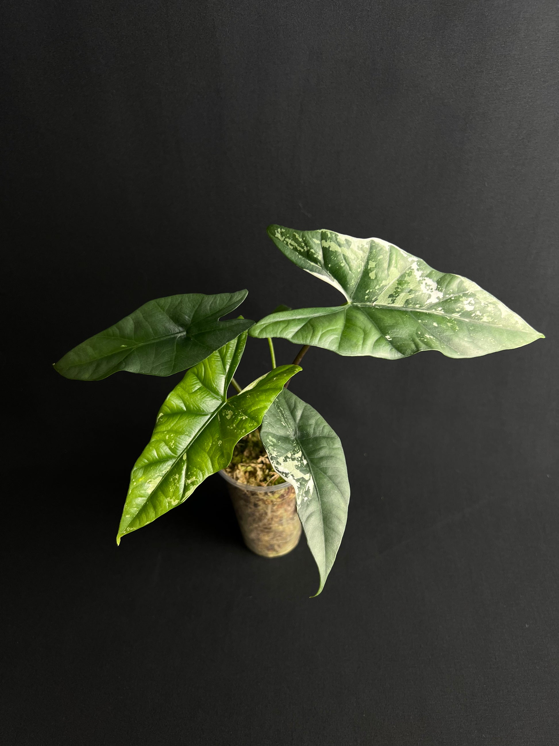 Alocasia Simpo Albo Variegata