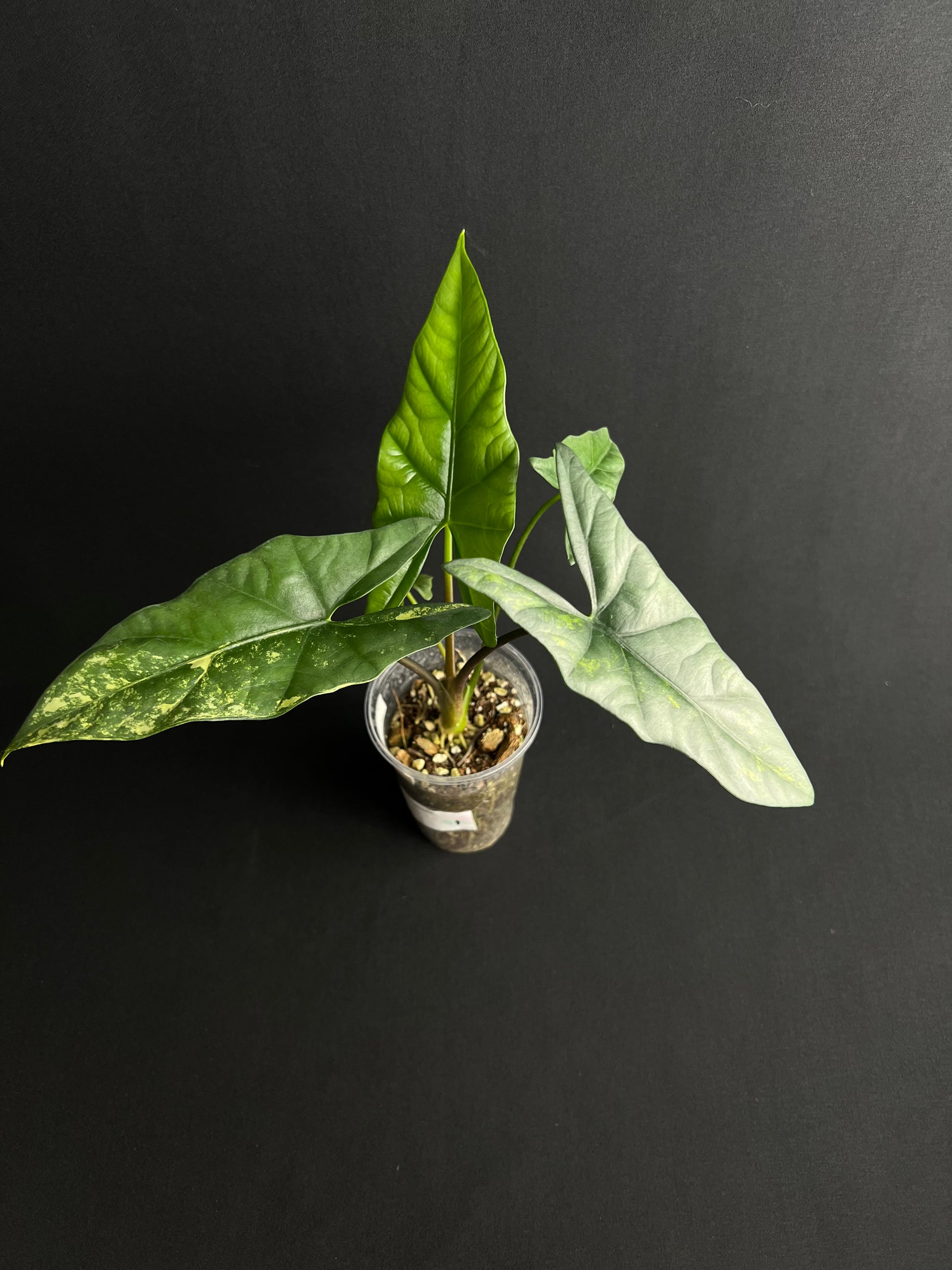 Alocasia Simpo Aurea Variegata #5