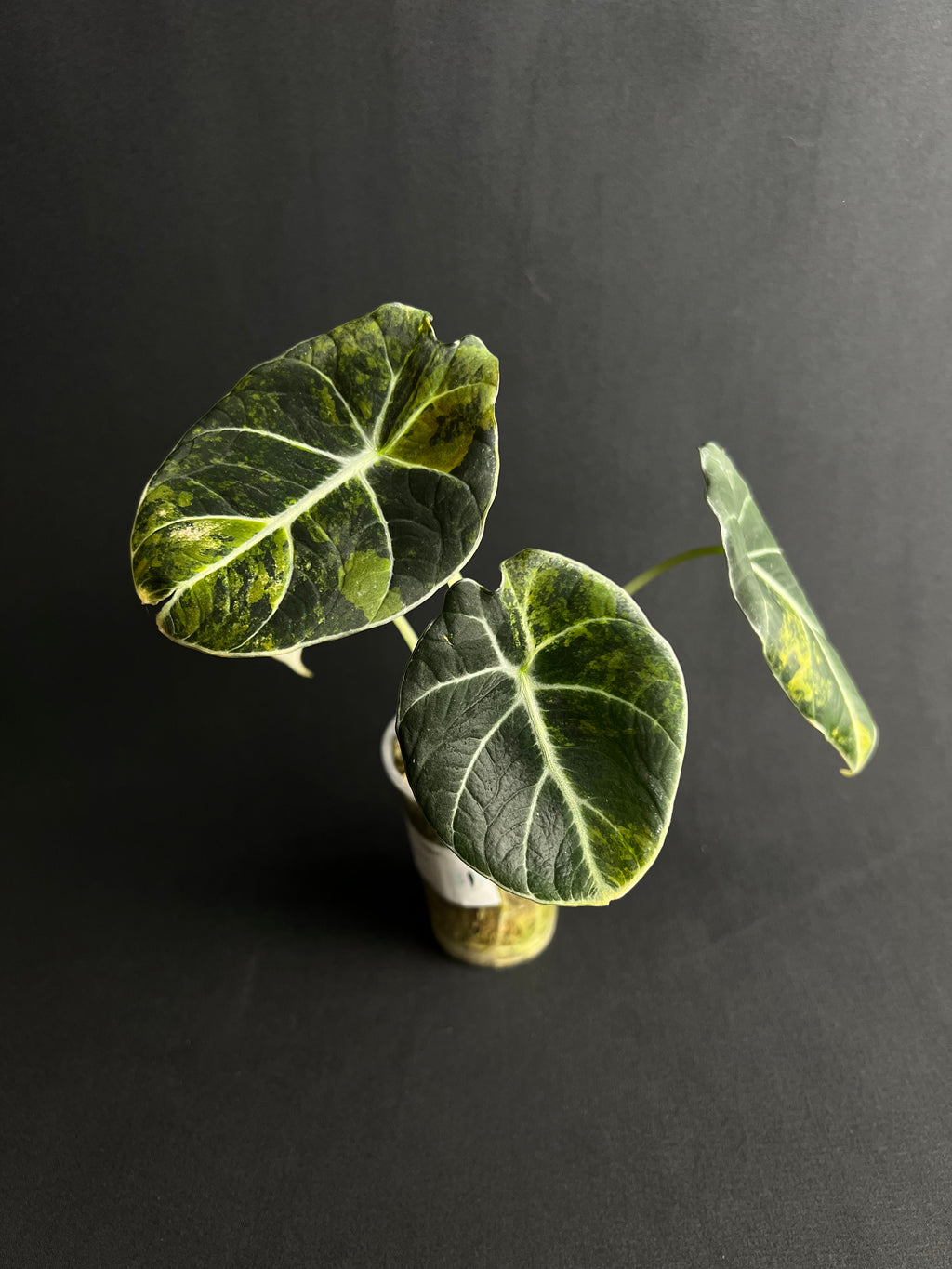 Alocasia Reginula 'Black Velvet' Gold Variegata #2