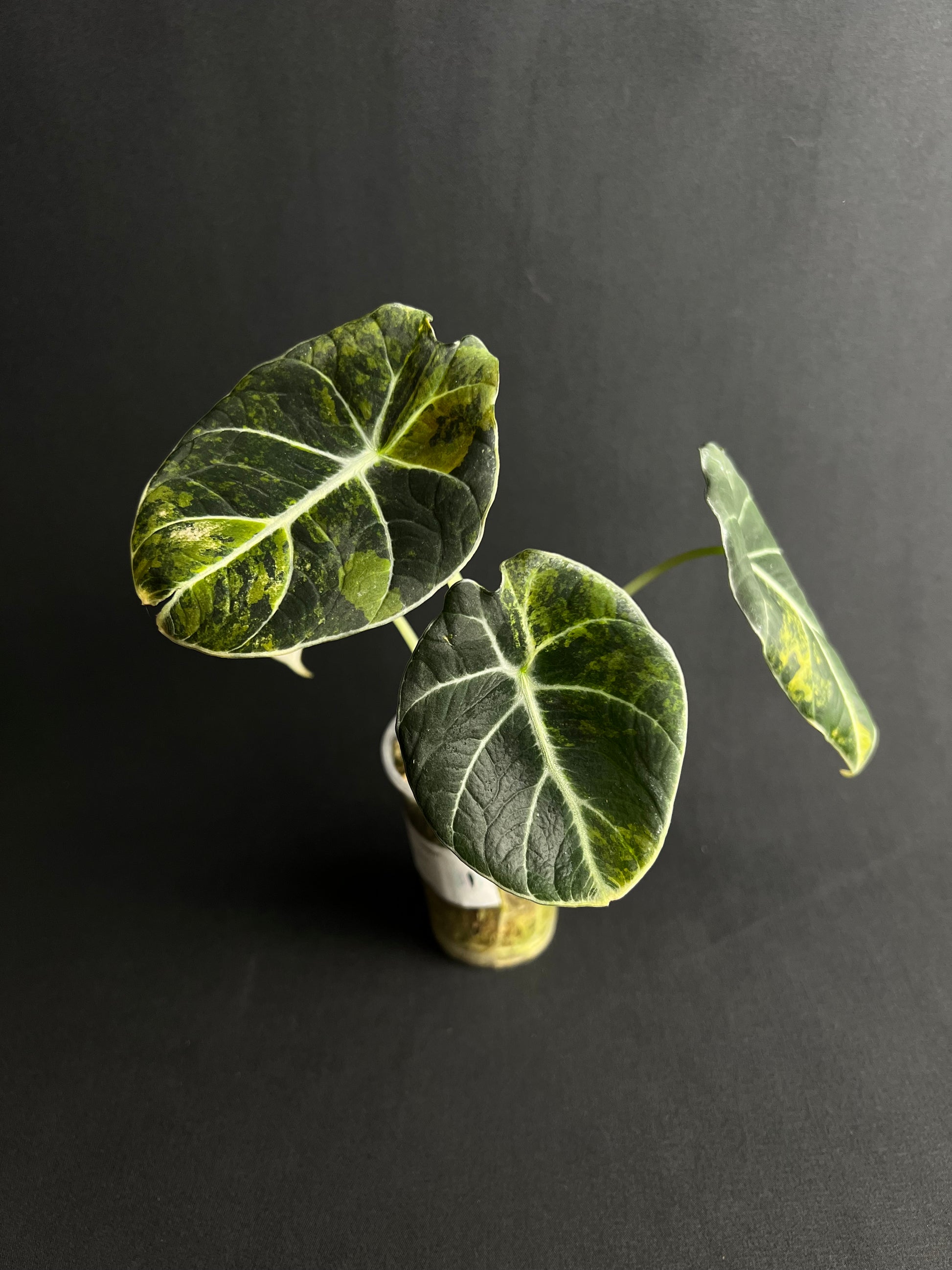 Alocasia Reginula 'Black Velvet' Gold Variegata #2