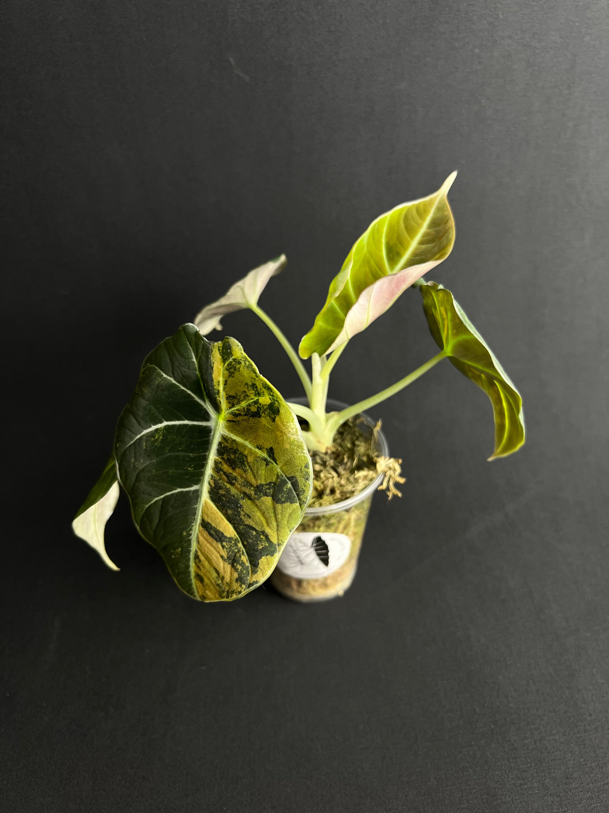 Alocasia Reginula 'Black Velvet' Gold Variegata #1