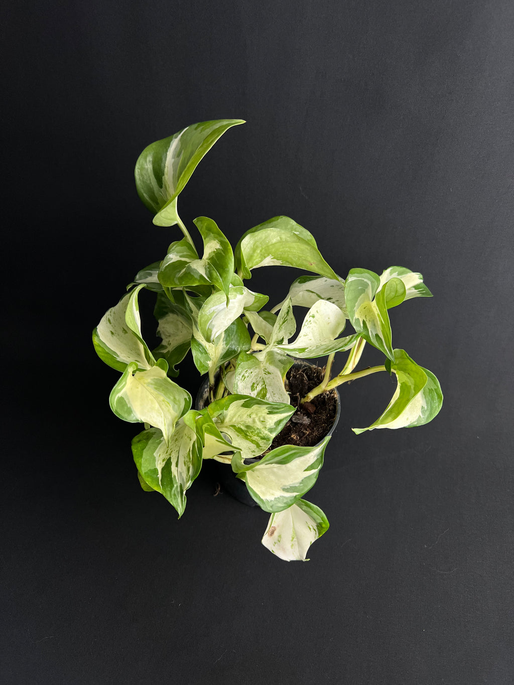 Epipremnum pinnatum 'Happy Leaf'