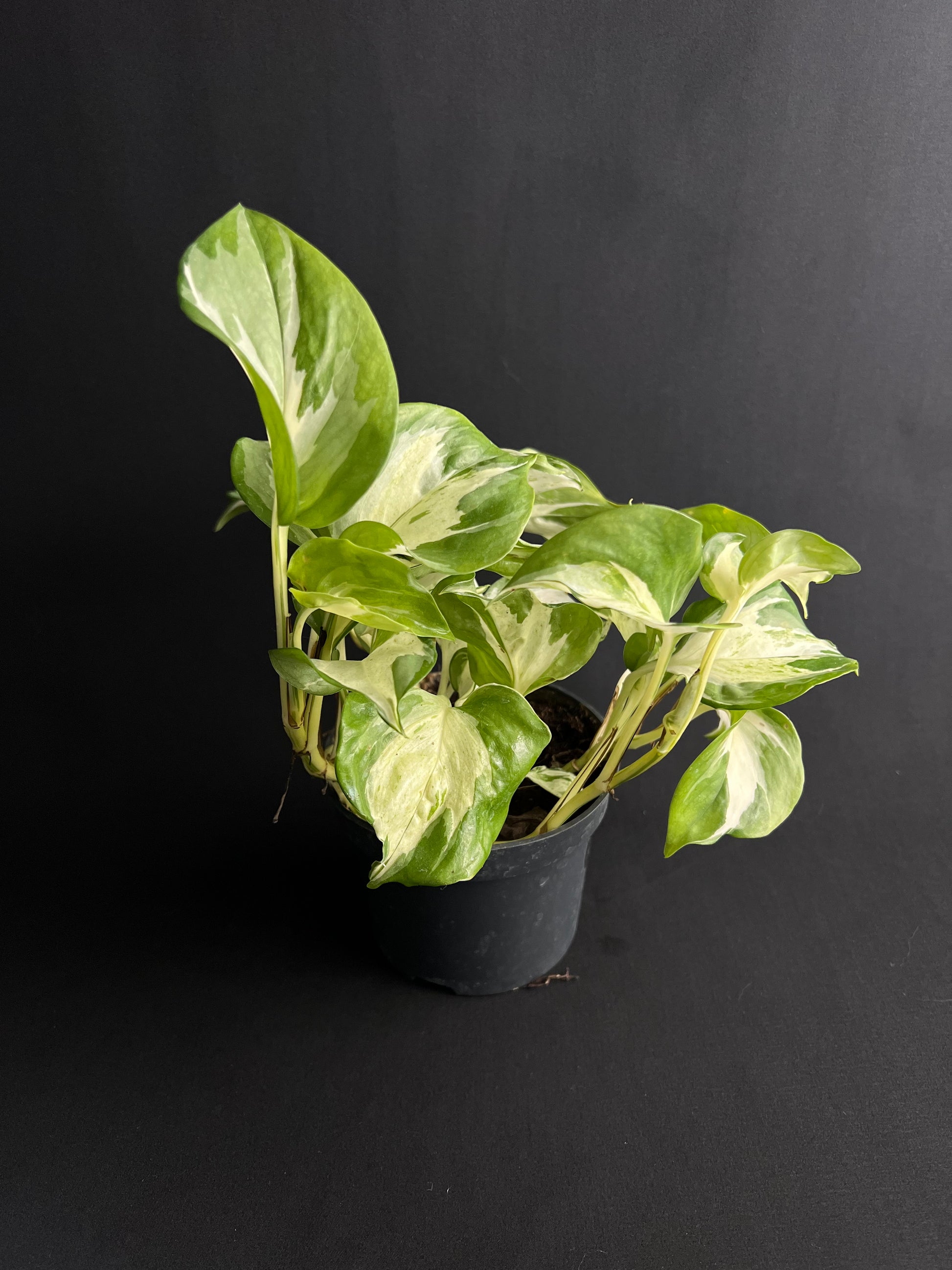 Epipremnum pinnatum 'Happy Leaf'