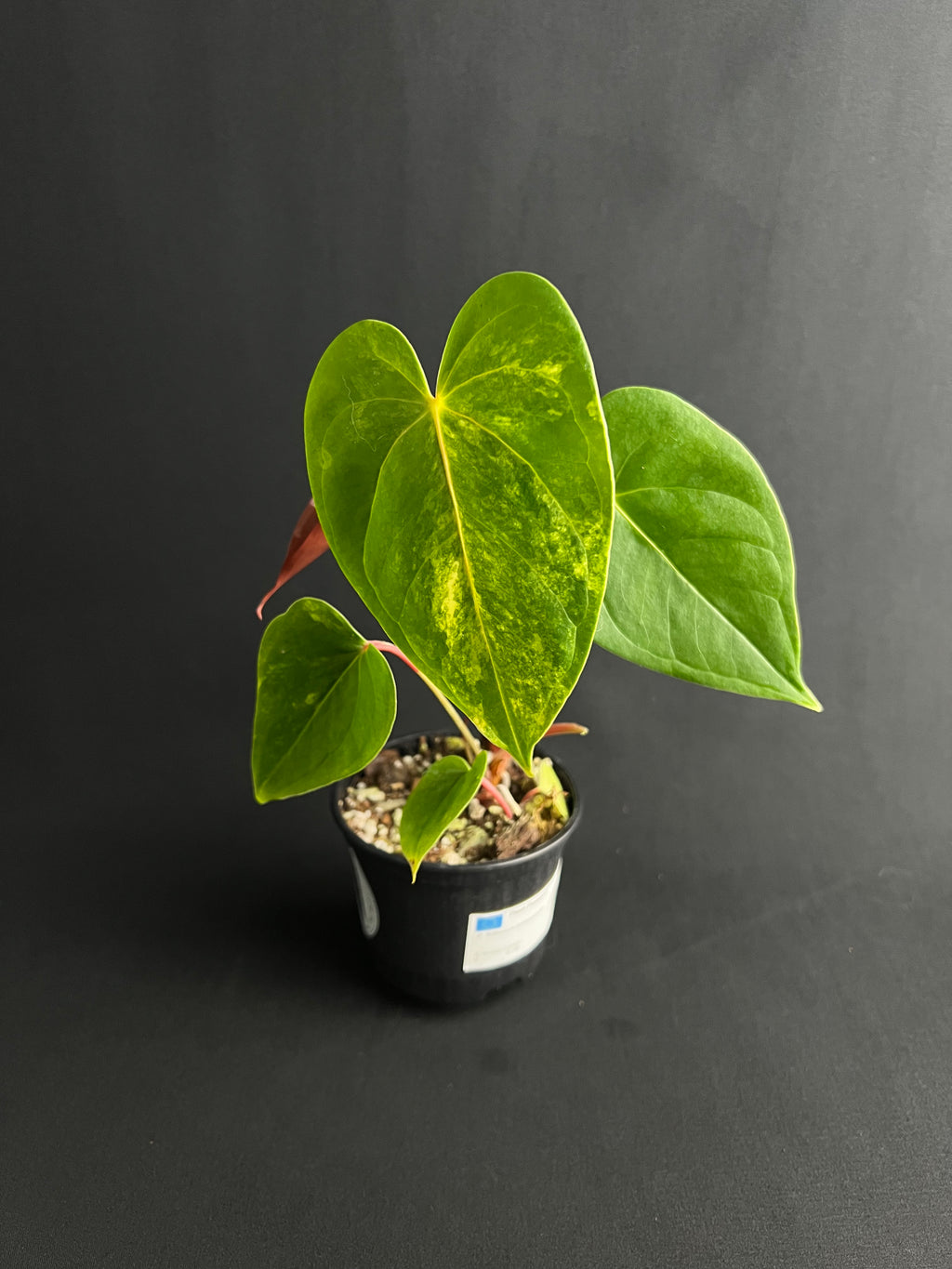 Anthurium 'Andreanum' Variegata #1