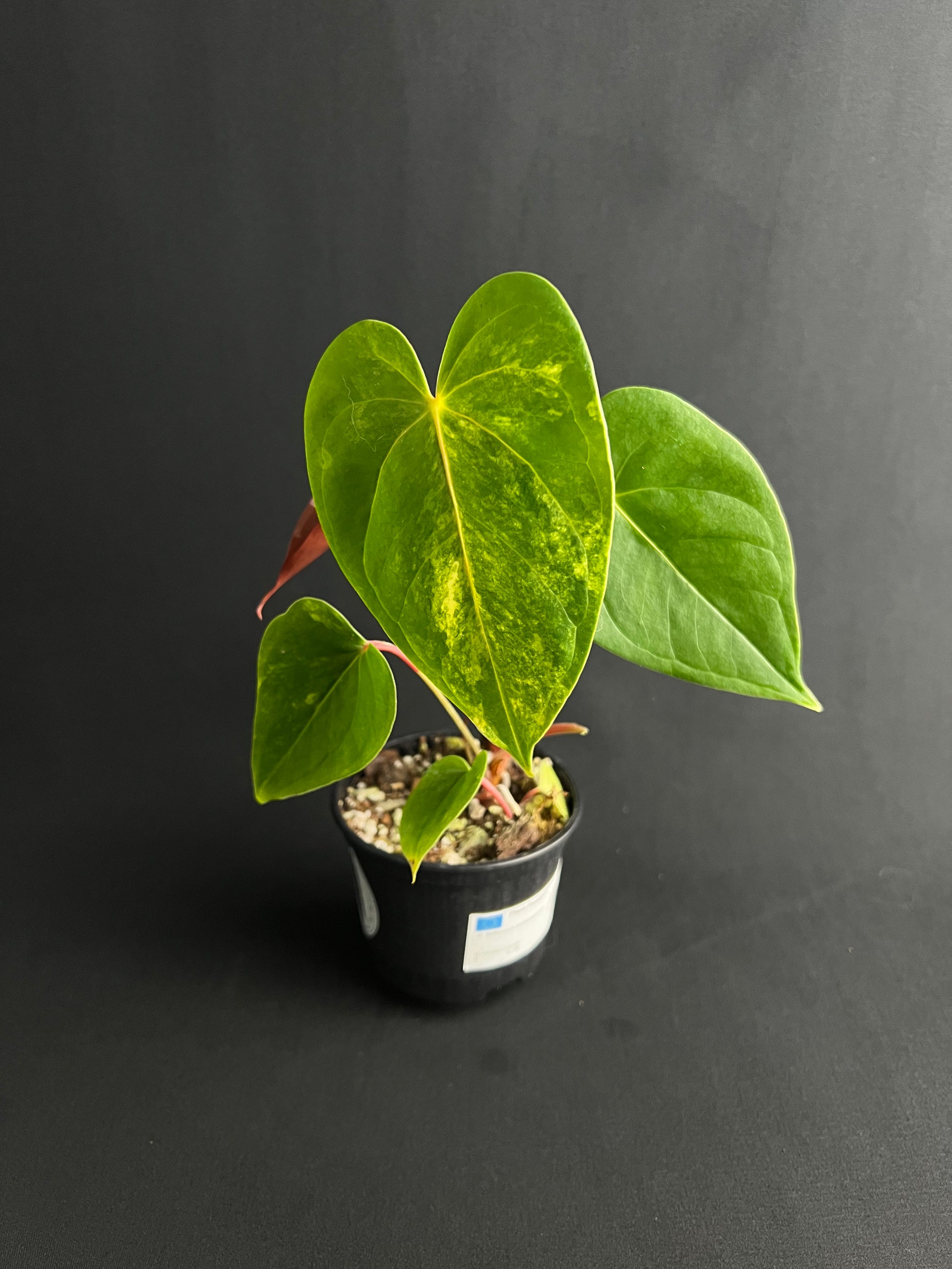 Anthurium 'Andreanum' Variegata #1