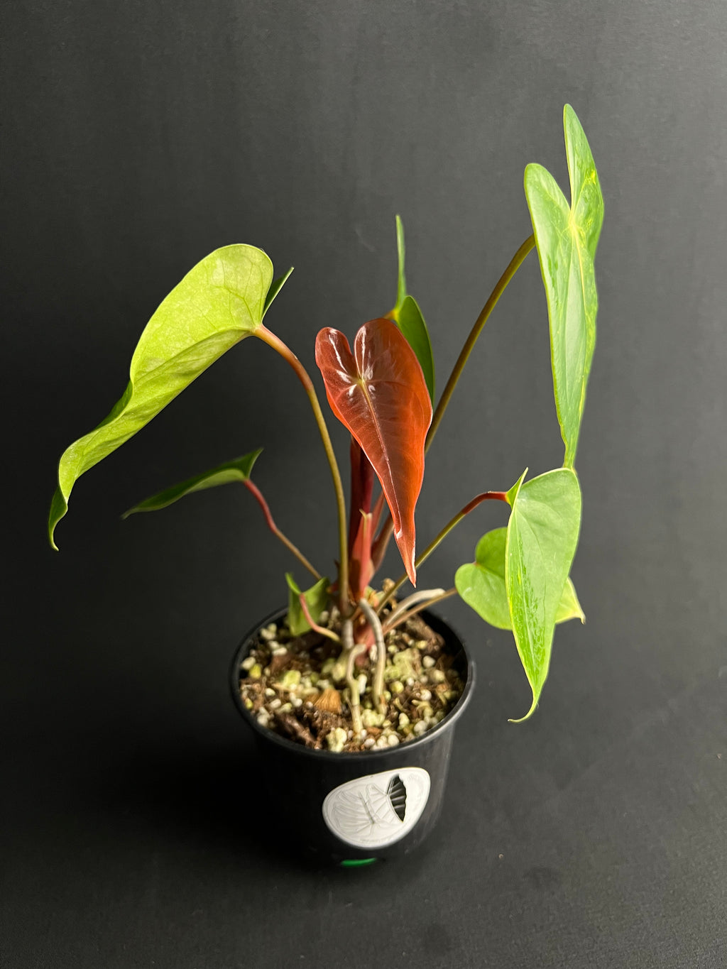 Anthurium 'Andreanum' Variegata #1