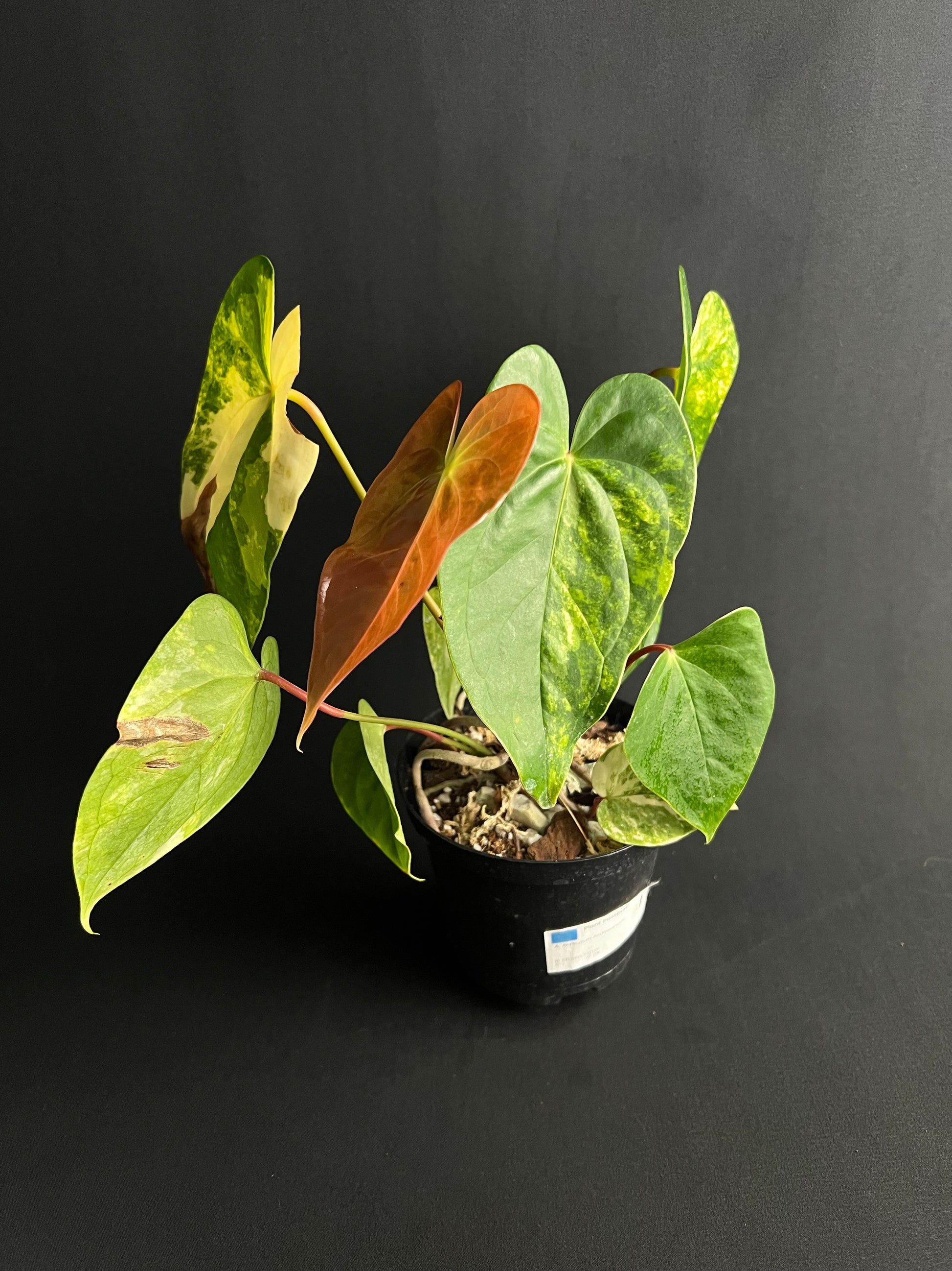 Anthurium 'Andreanum' Variegata #2