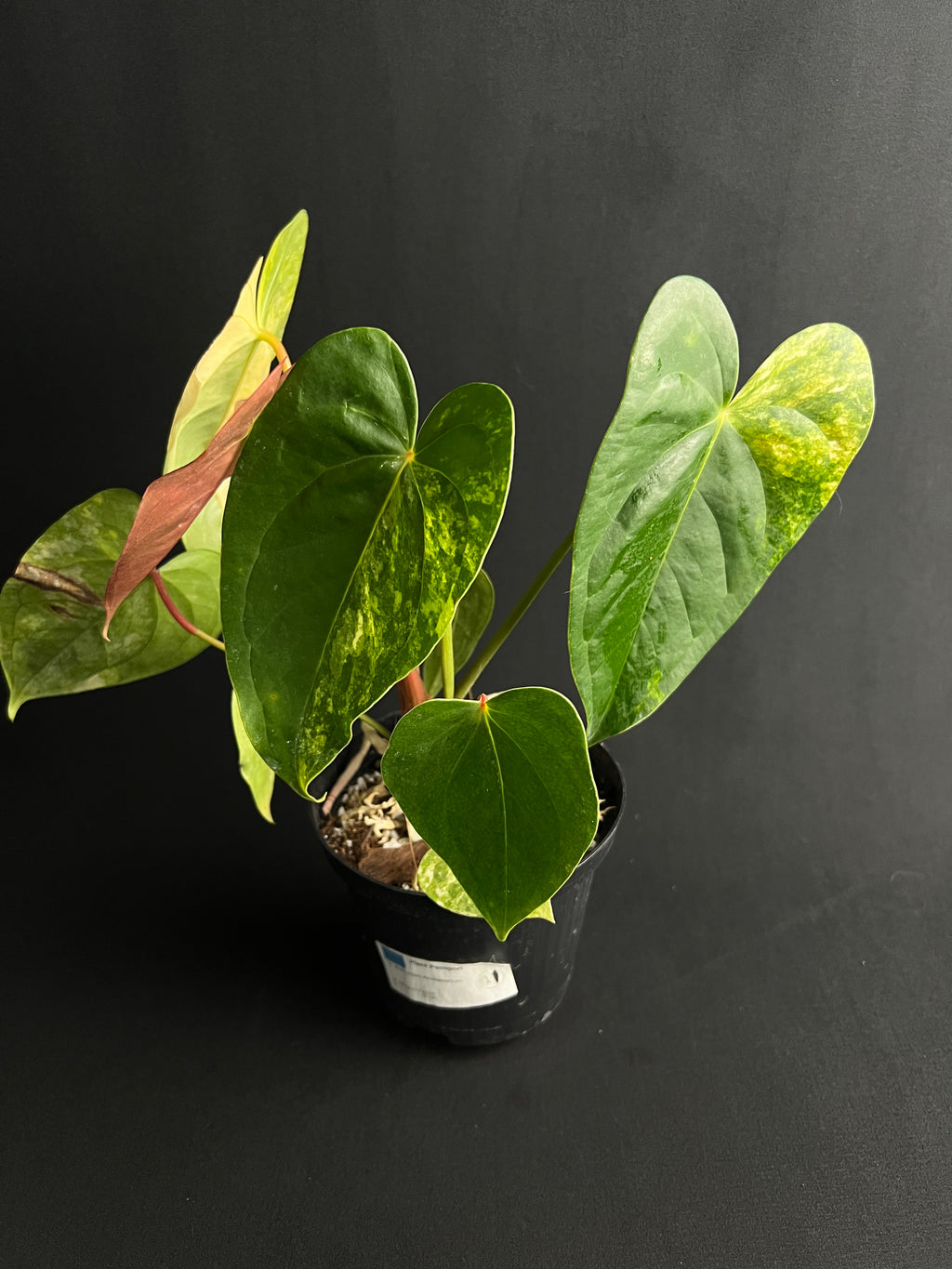 Anthurium 'Andreanum' Variegata #2