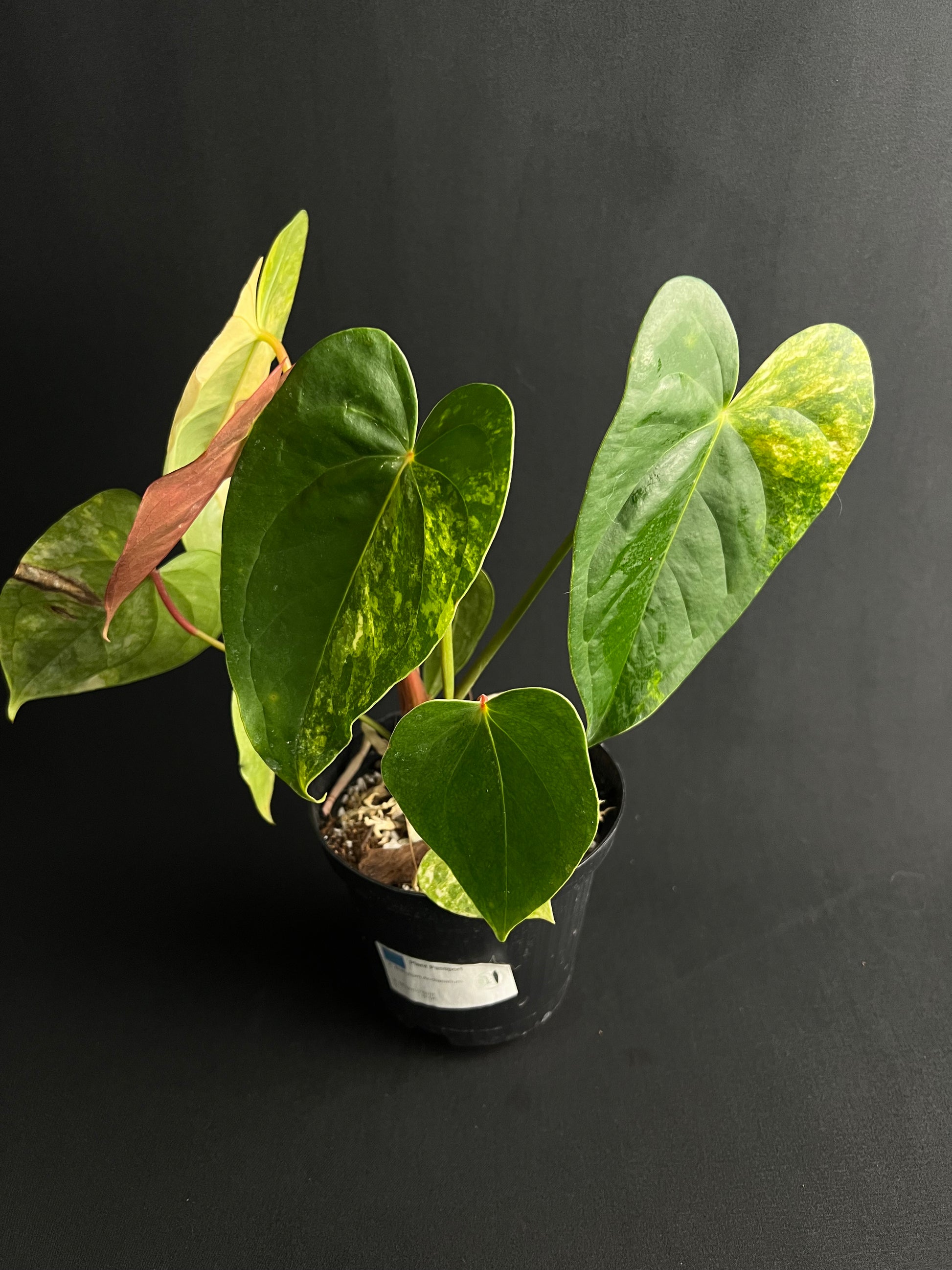 Anthurium 'Andreanum' Variegata #2