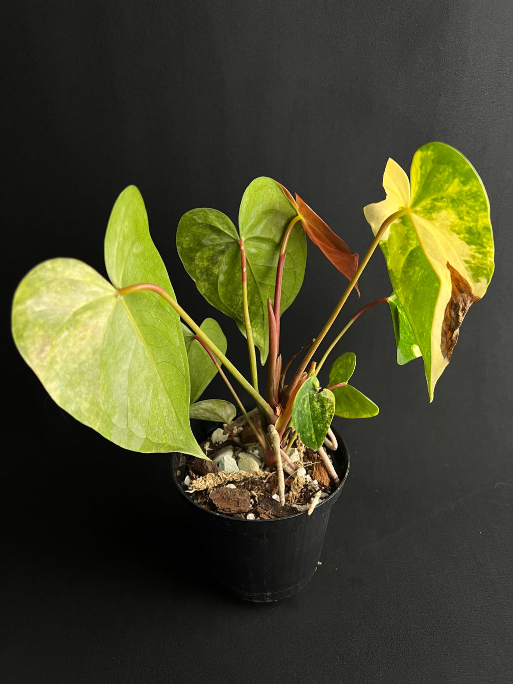 Anthurium 'Andreanum' Variegata #2