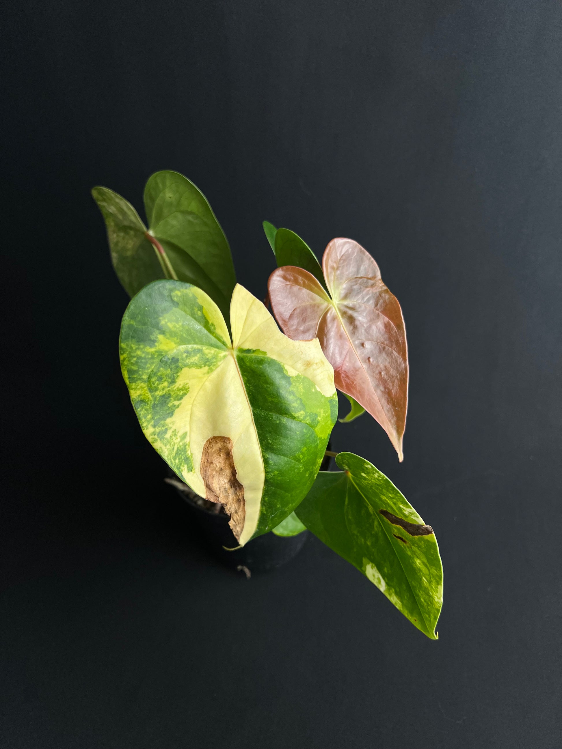 Anthurium 'Andreanum' Variegata #2