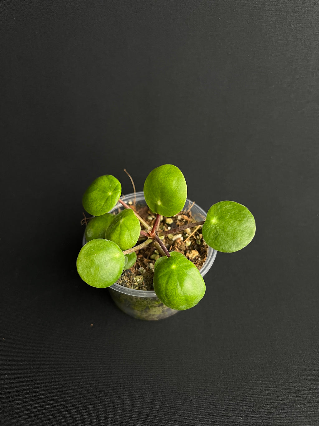 Pilea Peperomioides Variegata
