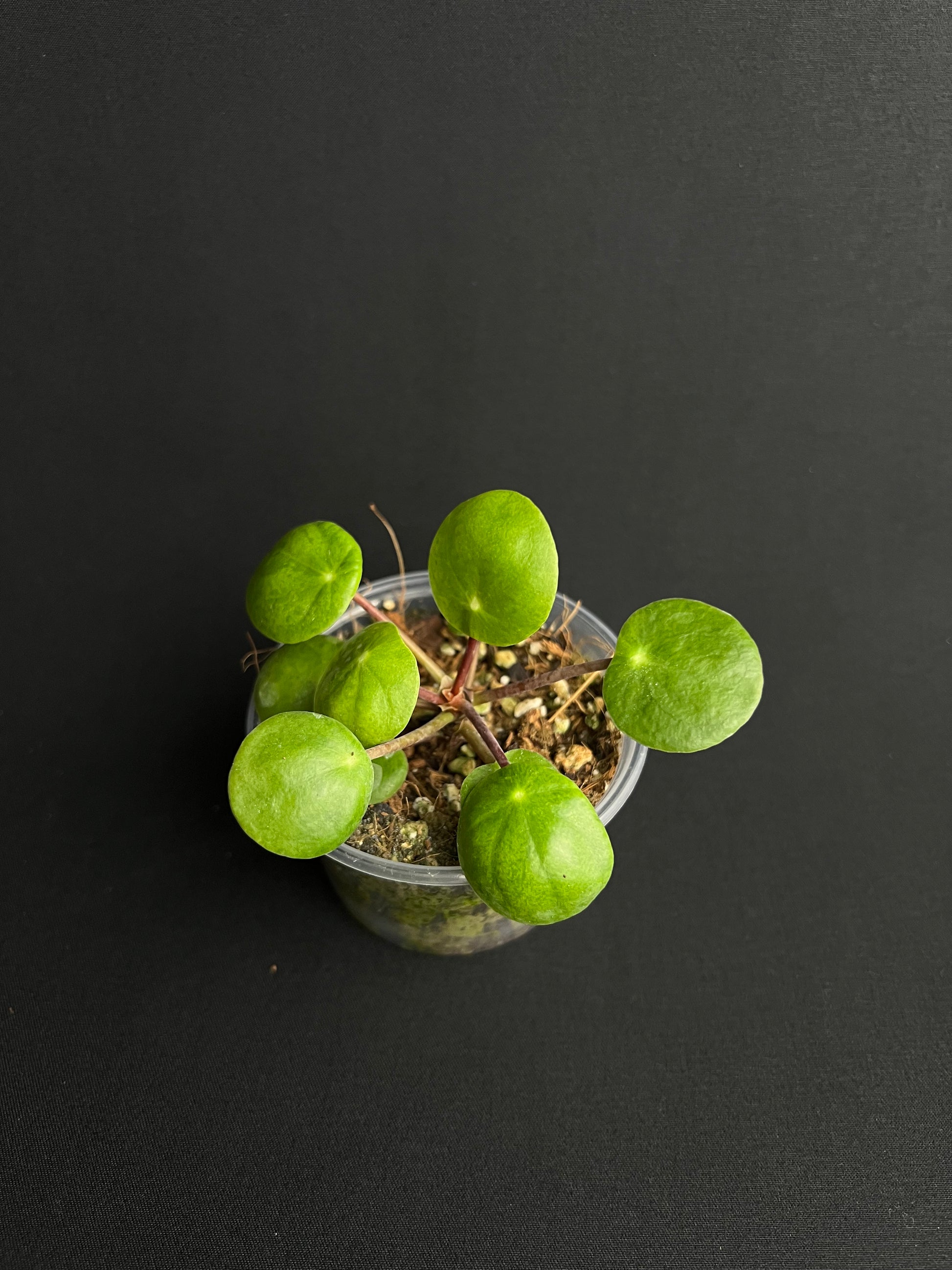 Pilea Peperomioides Variegata