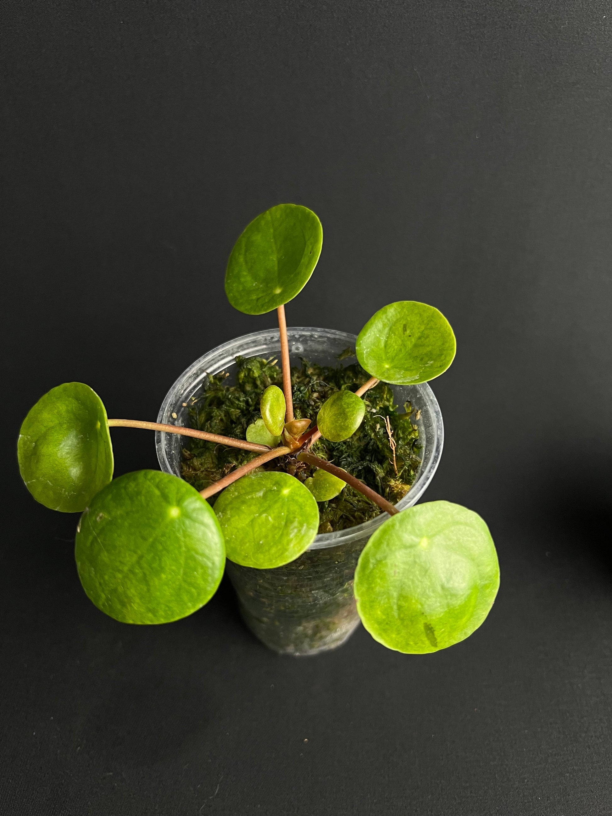 Pilea Peperomioides Variegata