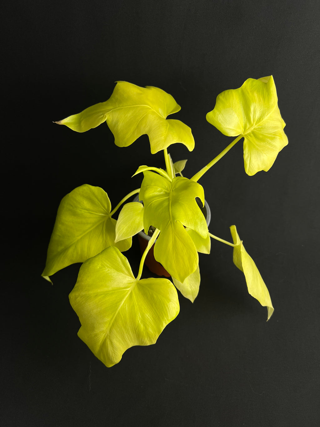 Philodendron Bipinnatifidum 'Gold'
