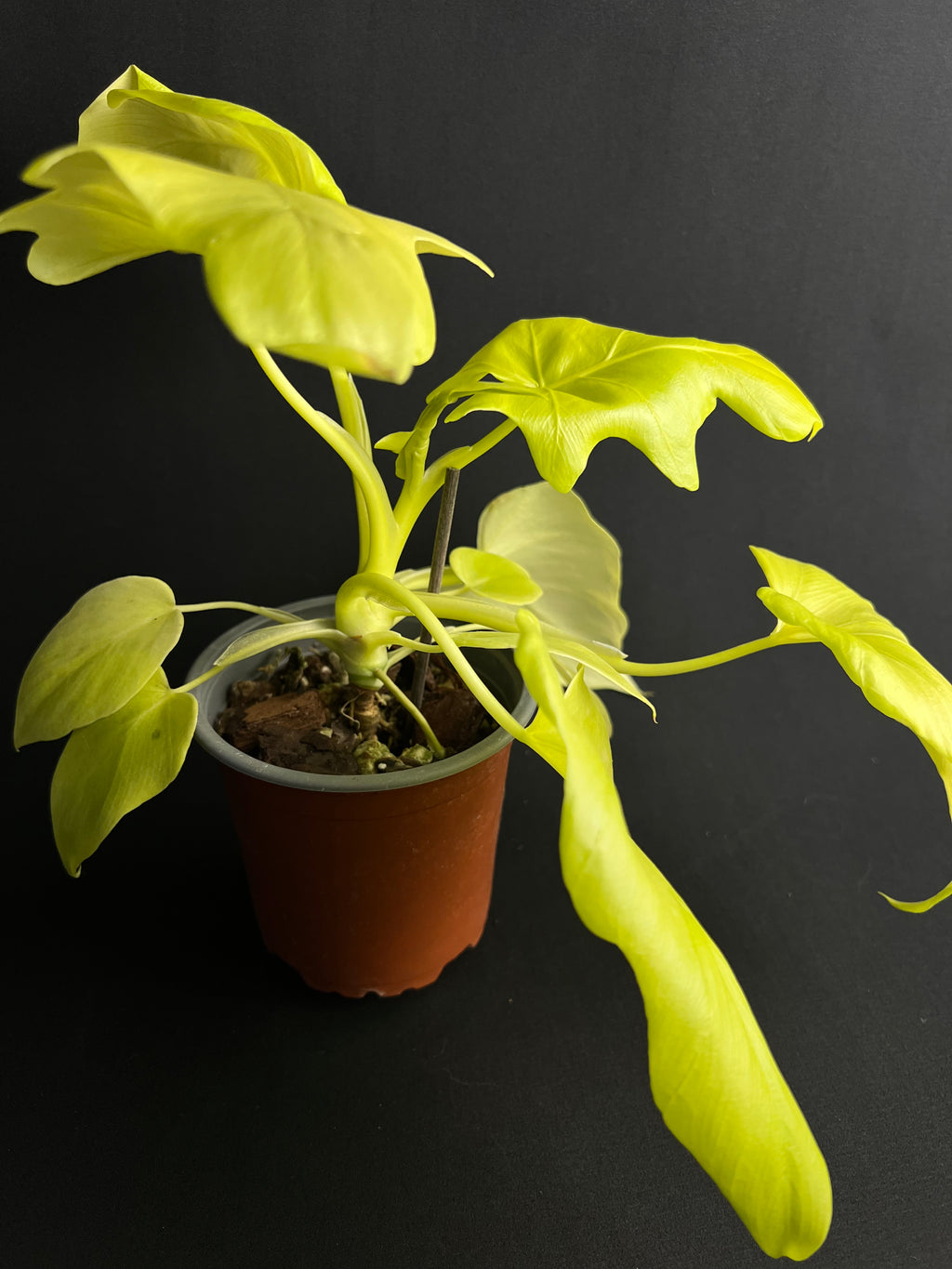 Philodendron Bipinnatifidum 'Gold'