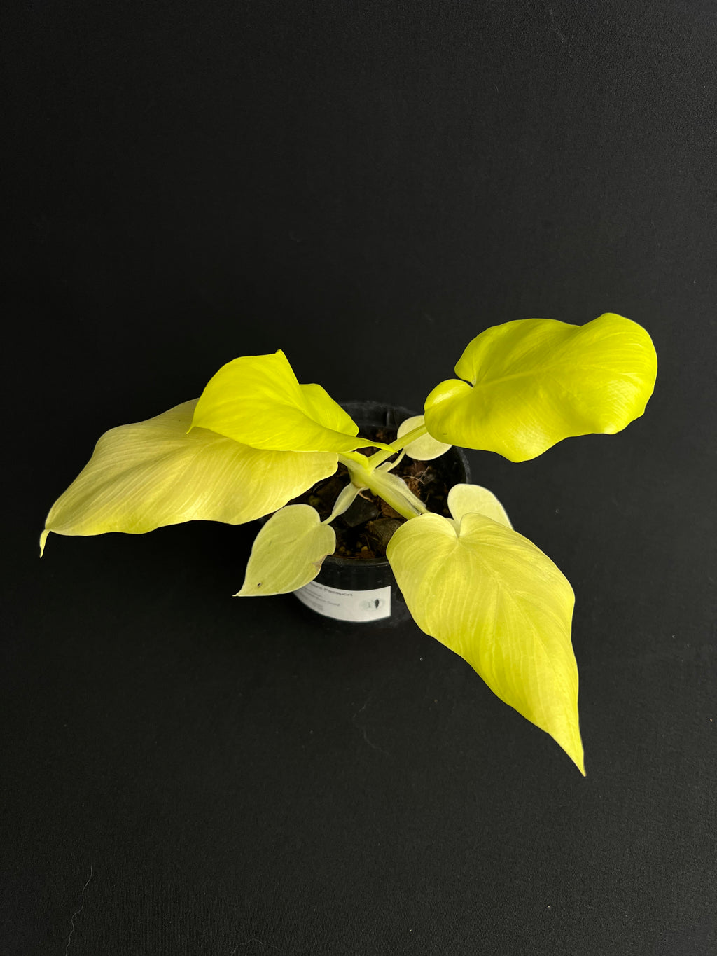 Philodendron Bipinnatifidum 'Gold'