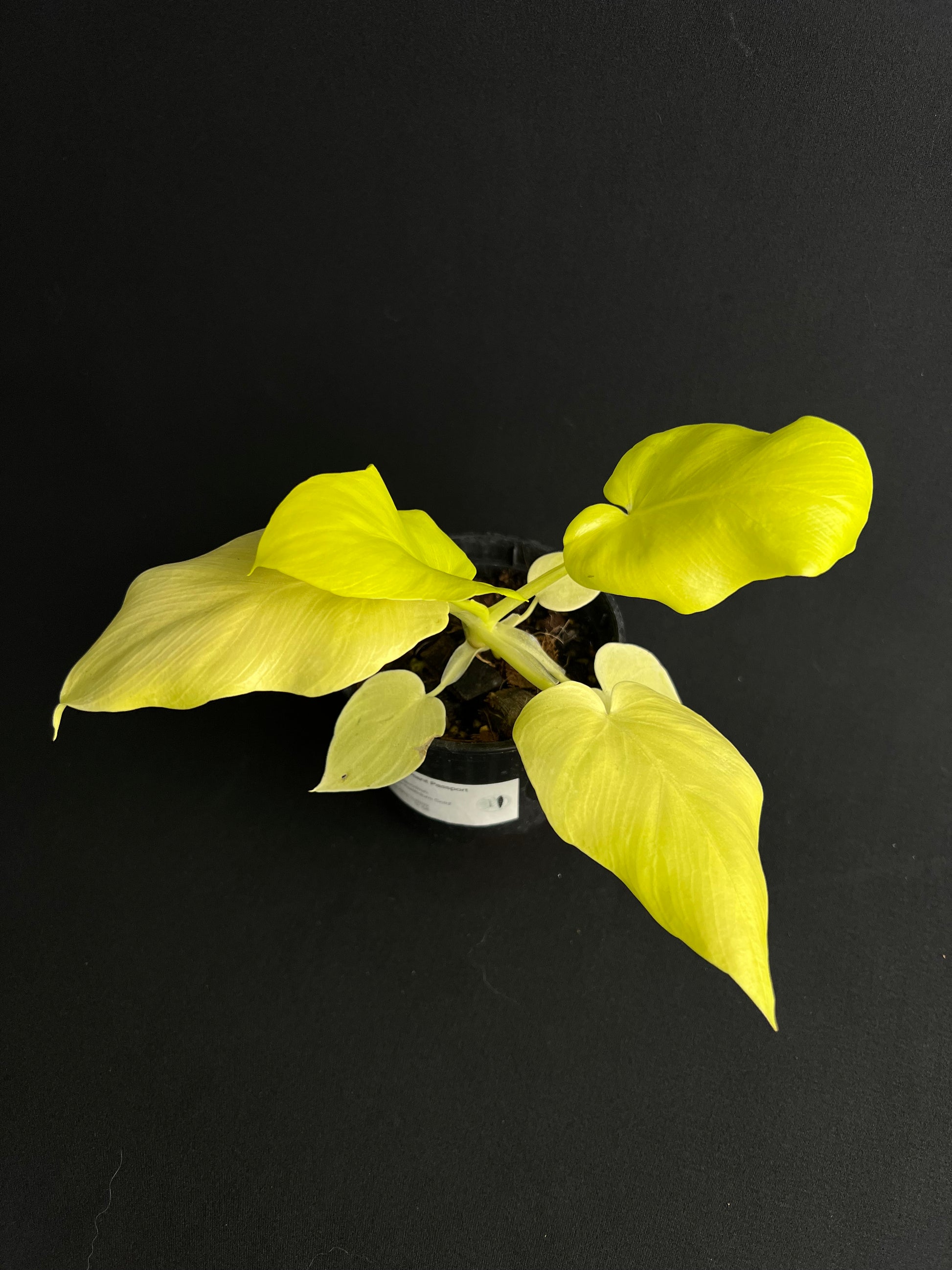 Philodendron Bipinnatifidum 'Gold'