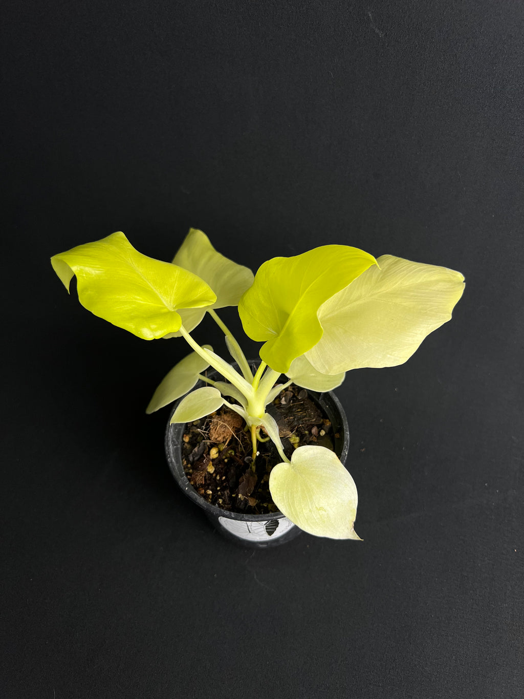 Philodendron Bipinnatifidum 'Gold'