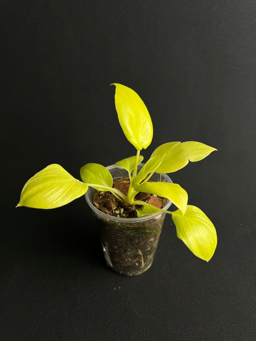 Philodendron Bipinnatifidum 'Gold'