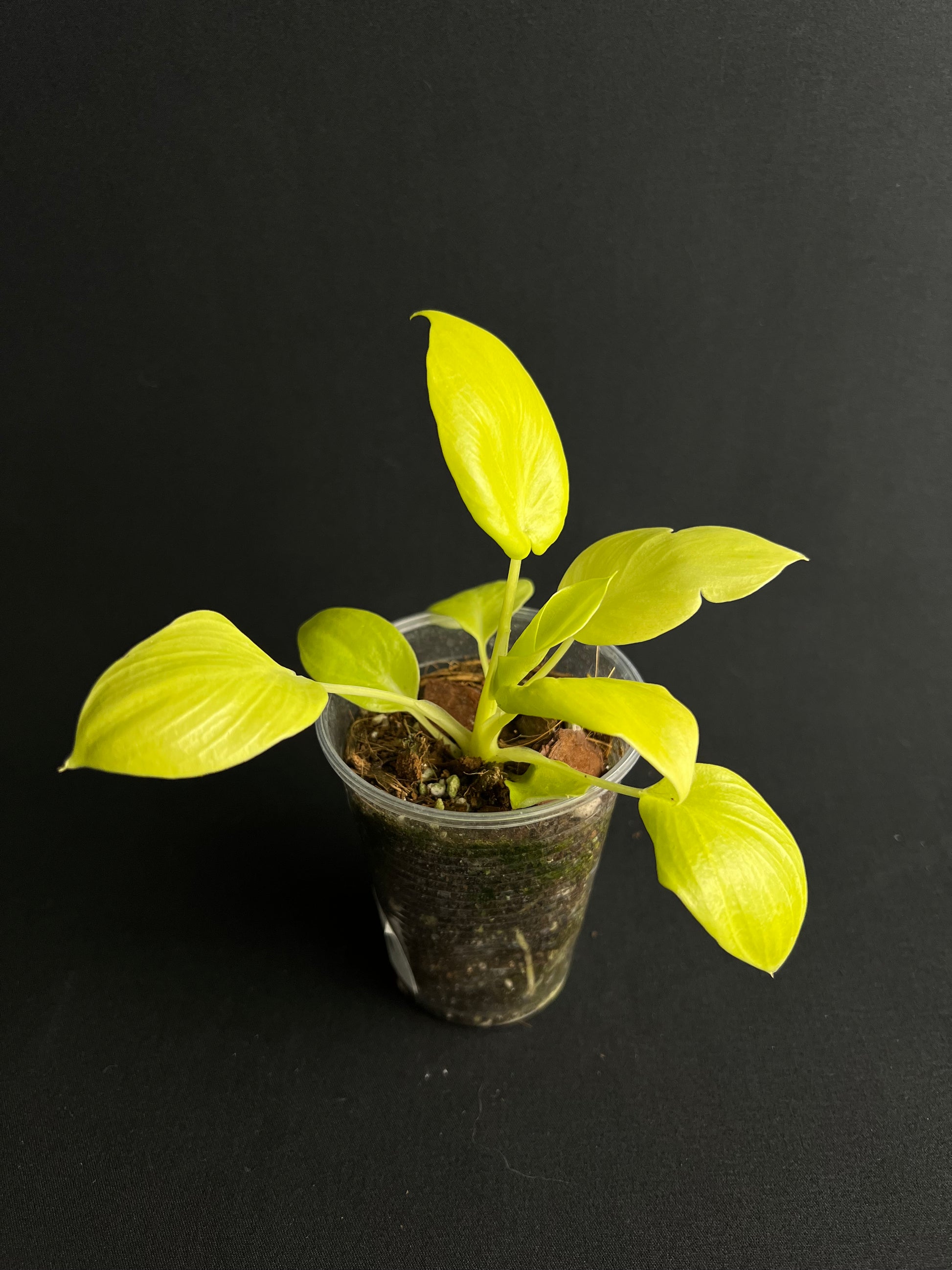 Philodendron Bipinnatifidum 'Gold'