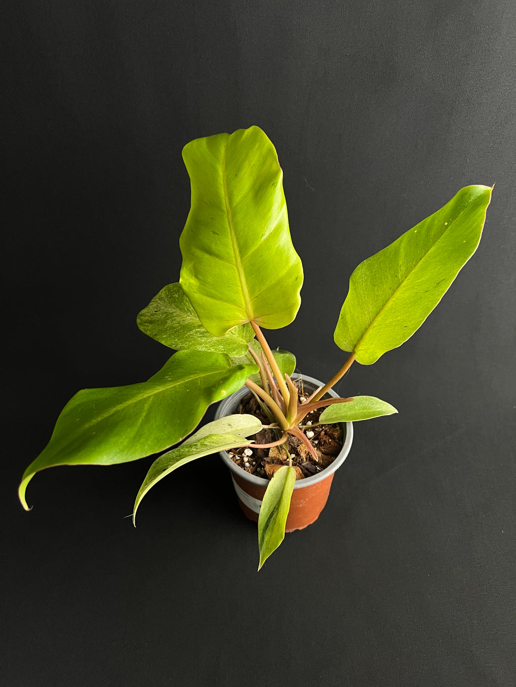 Philodendron 'Snowdrift'