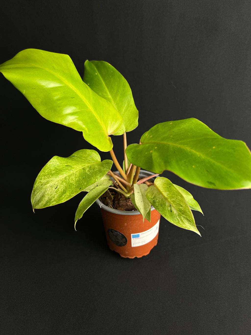 Philodendron 'Snowdrift'