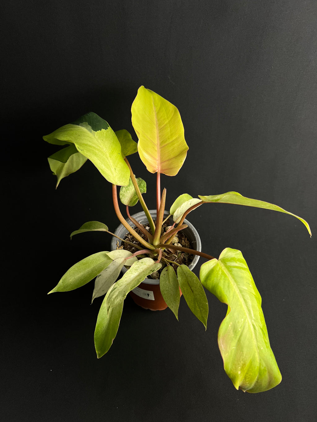 Philodendron 'Snowdrift'